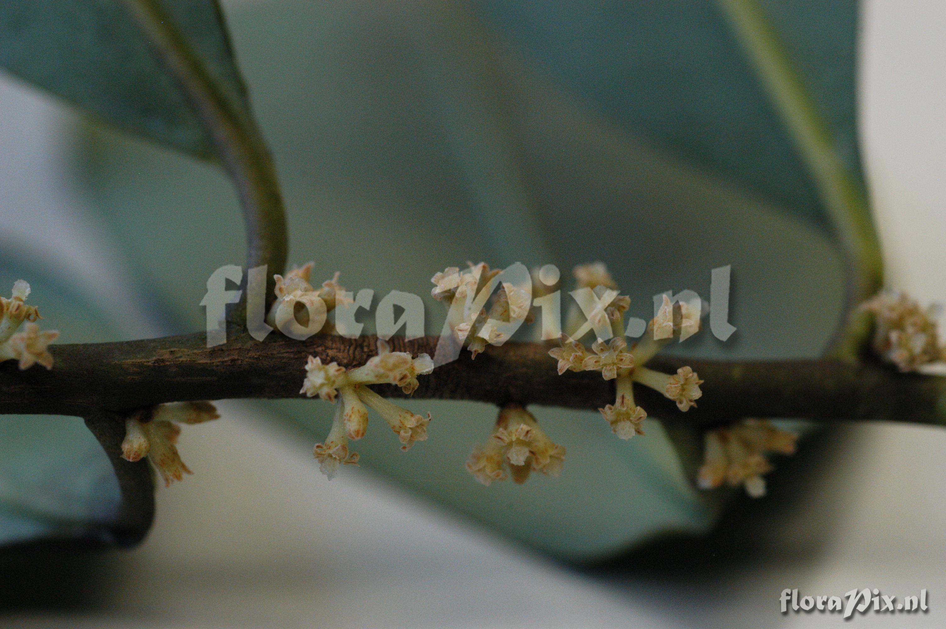 Tillandsia tenuifolia EG627