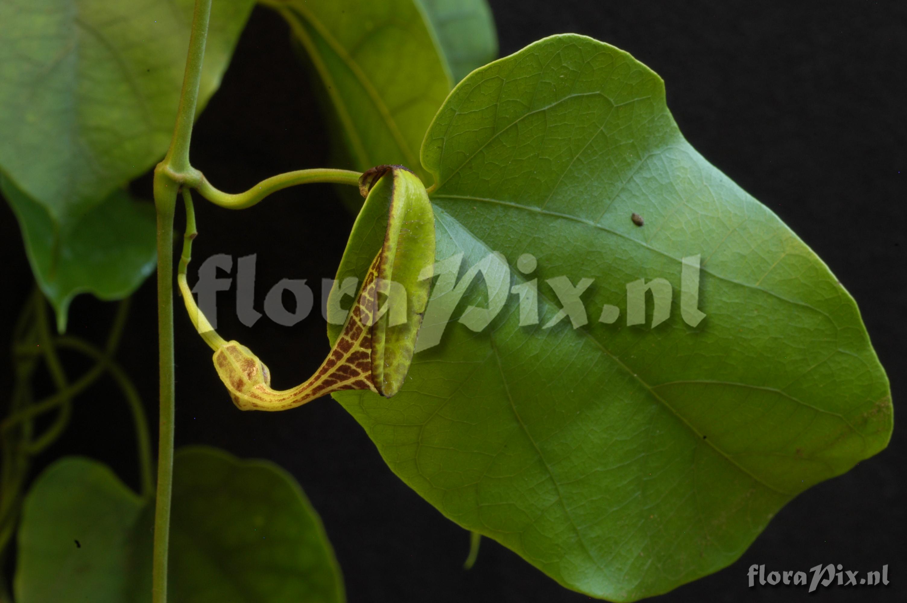 Aristolochia spec.