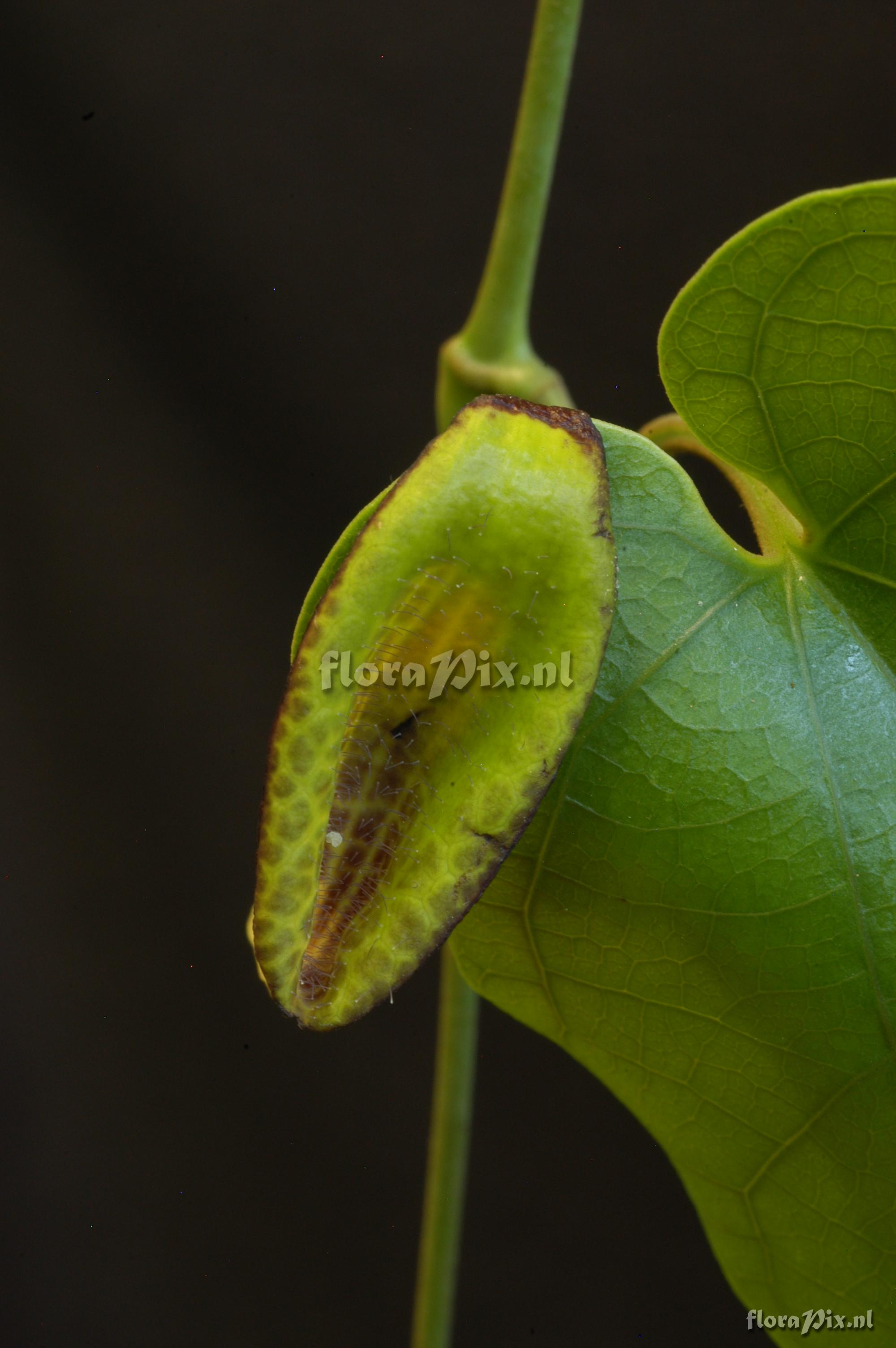 Aristolochia spec.