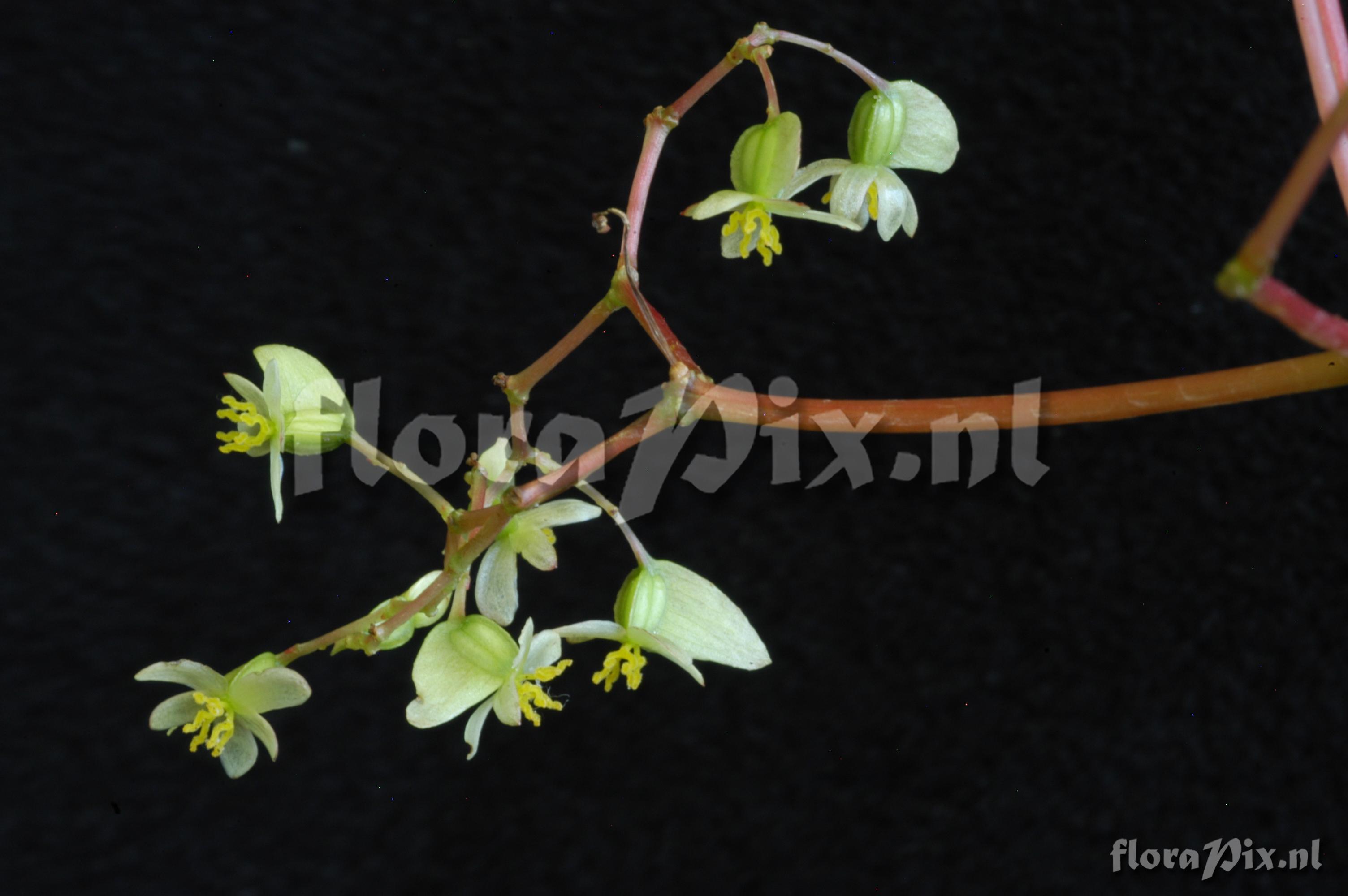 Begonia glabra