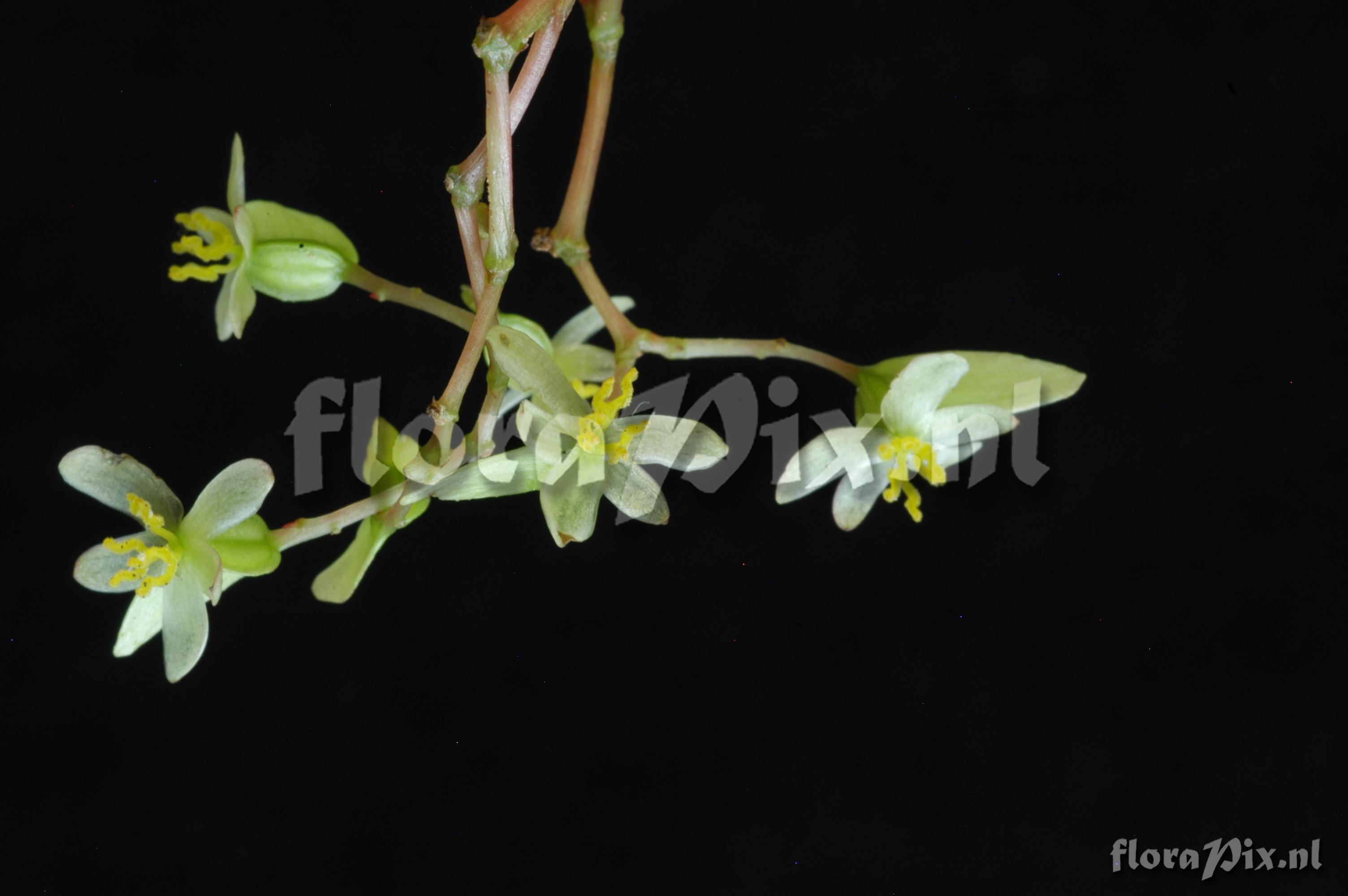 Begonia glabra