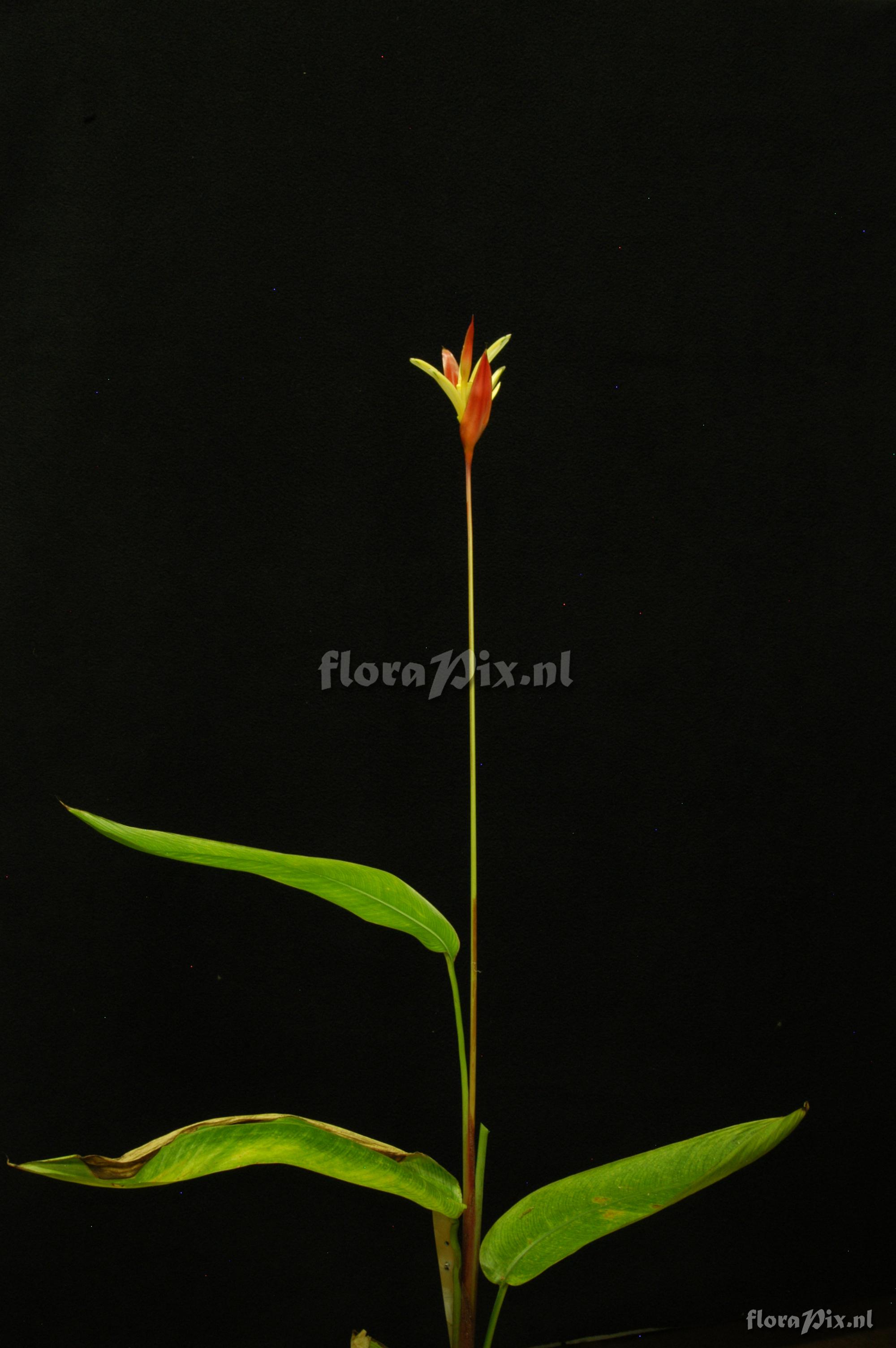 Heliconia psittacorum