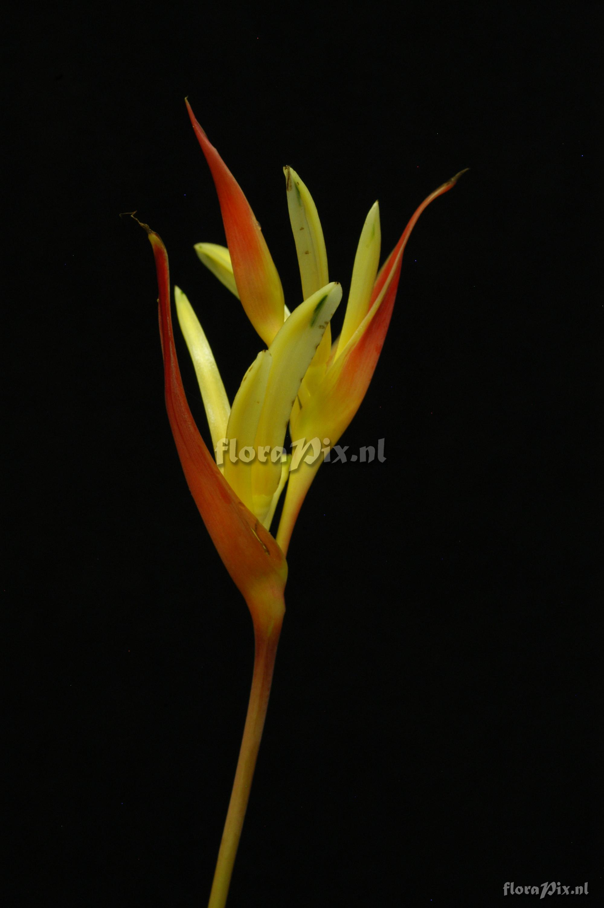 Heliconia psittacorum