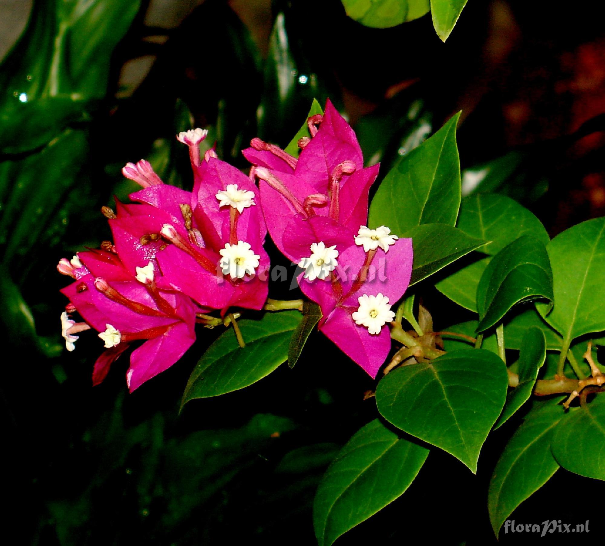 Bougainvillea sp.