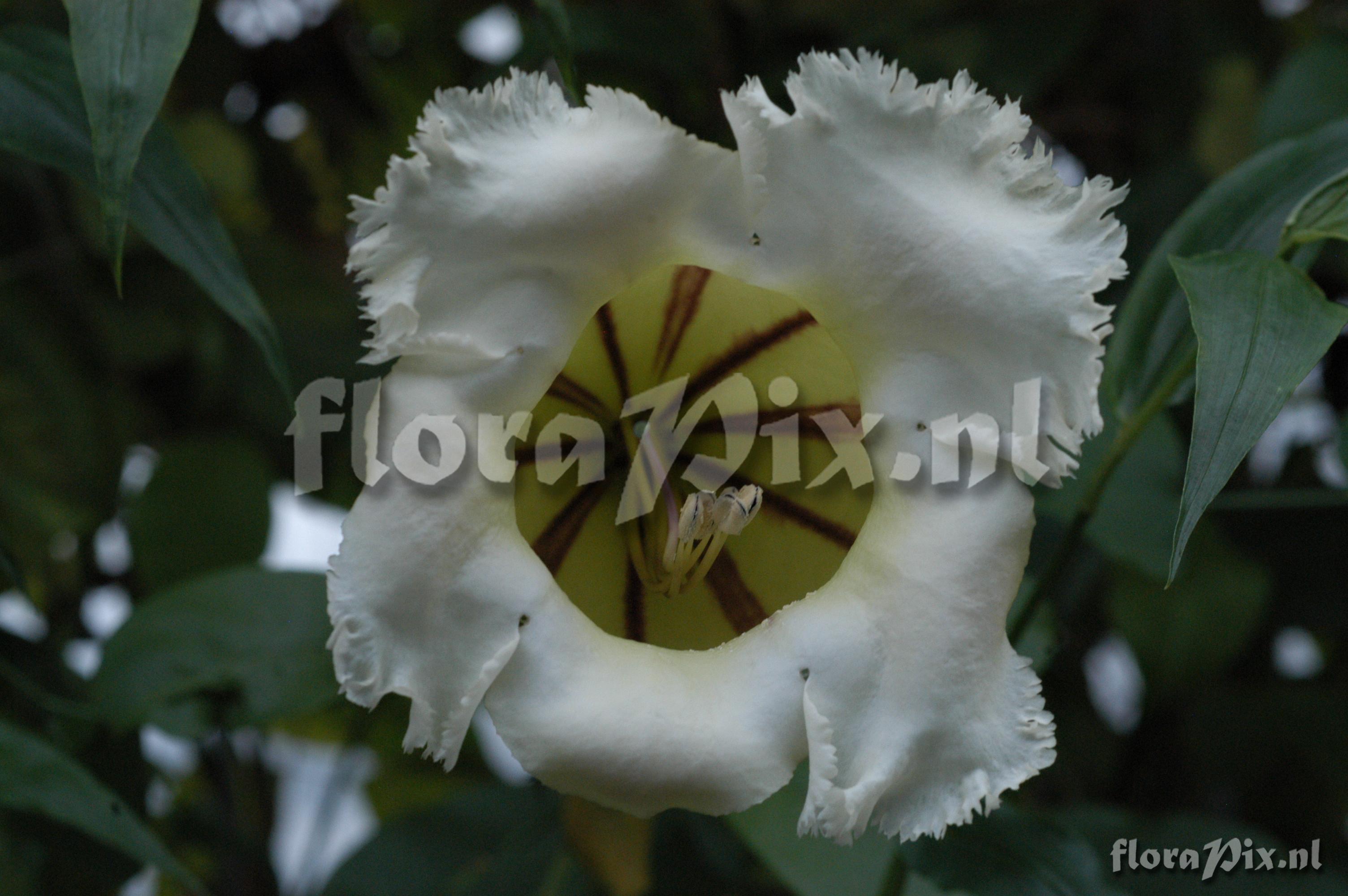 Solandra longiflora