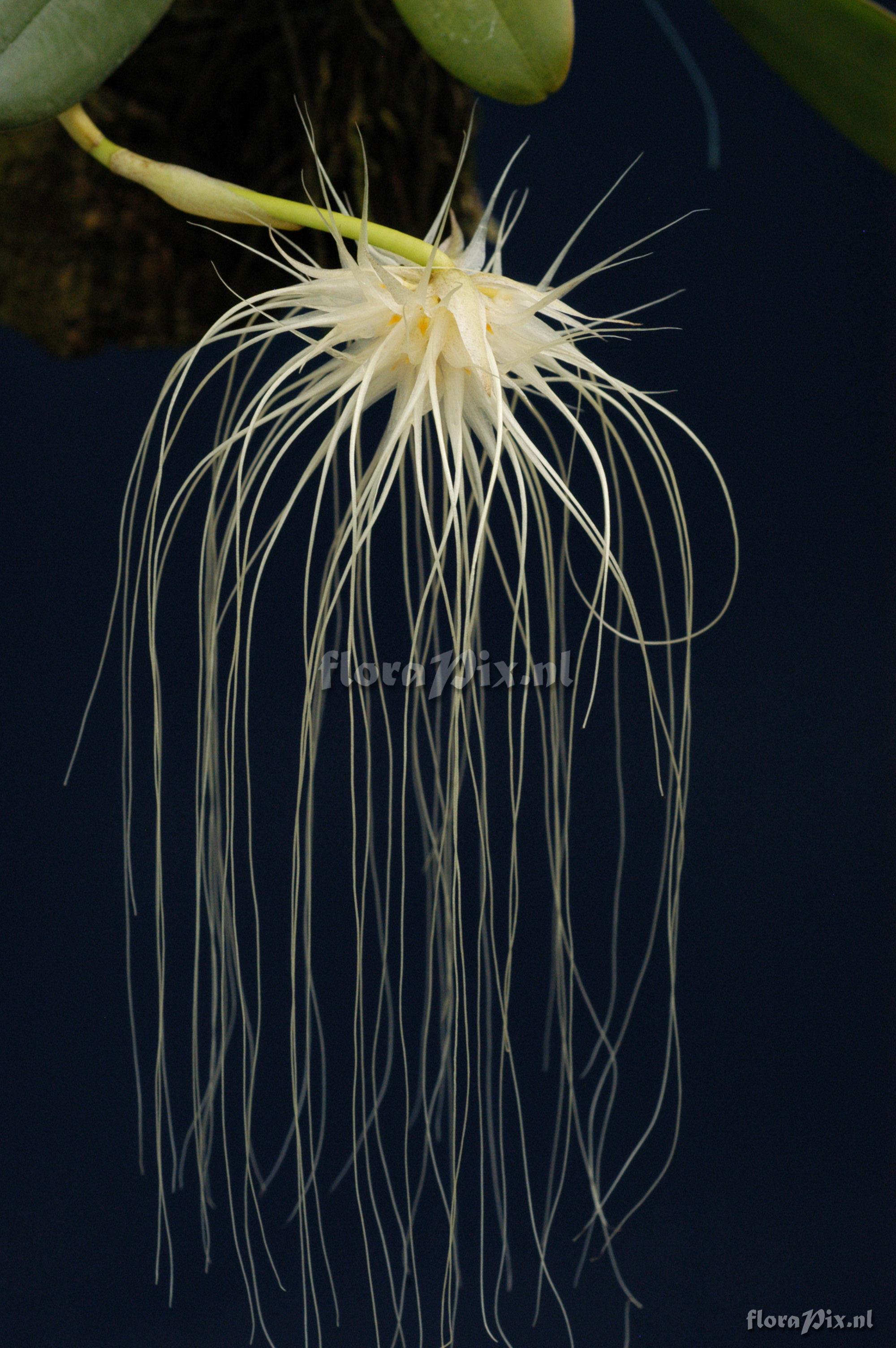 Bulbophyllum medusae