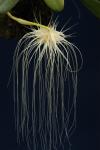 Bulbophyllum medusae