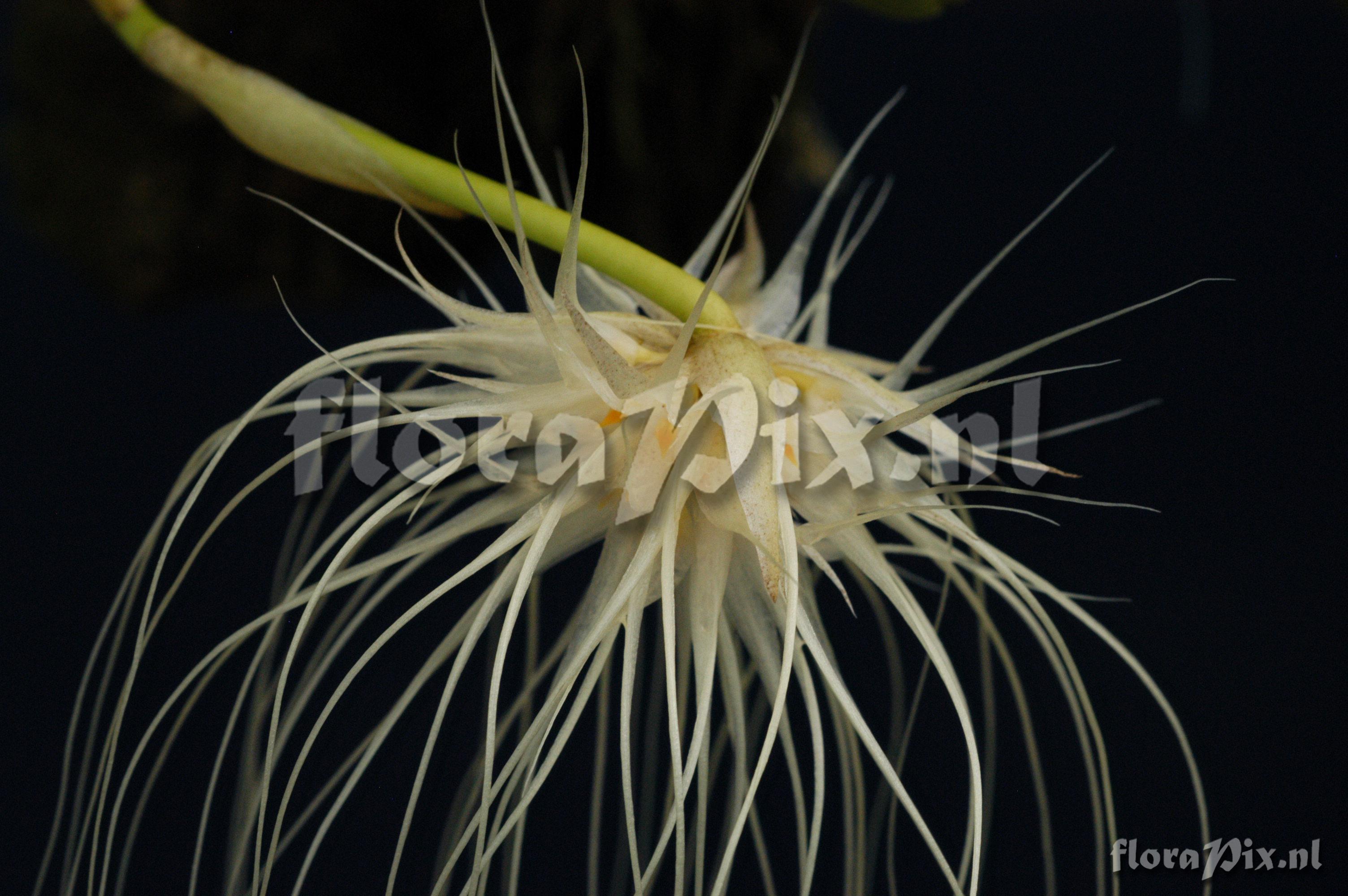 Bulbophyllum medusae