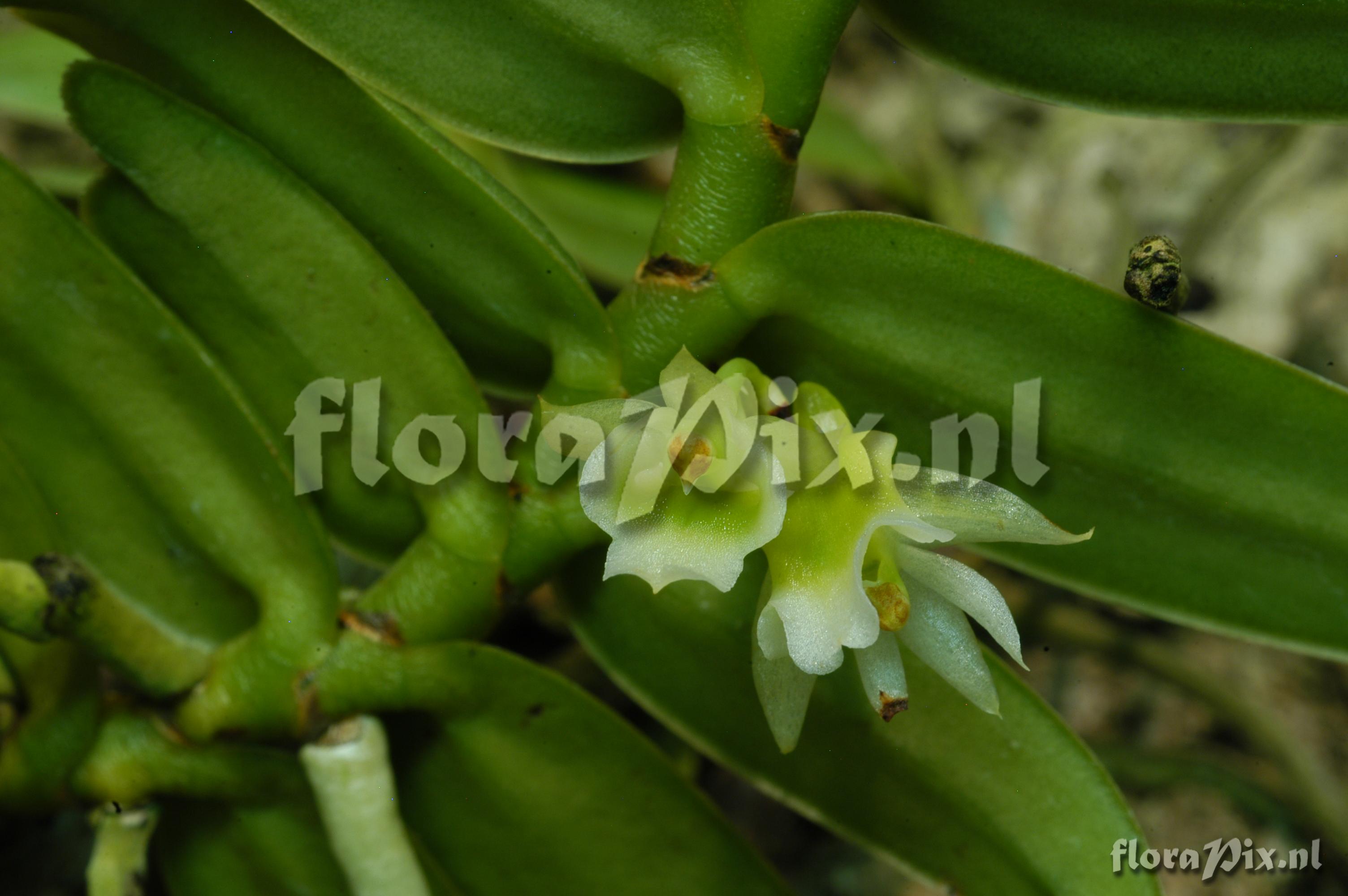 Calyptrochilum christyanum