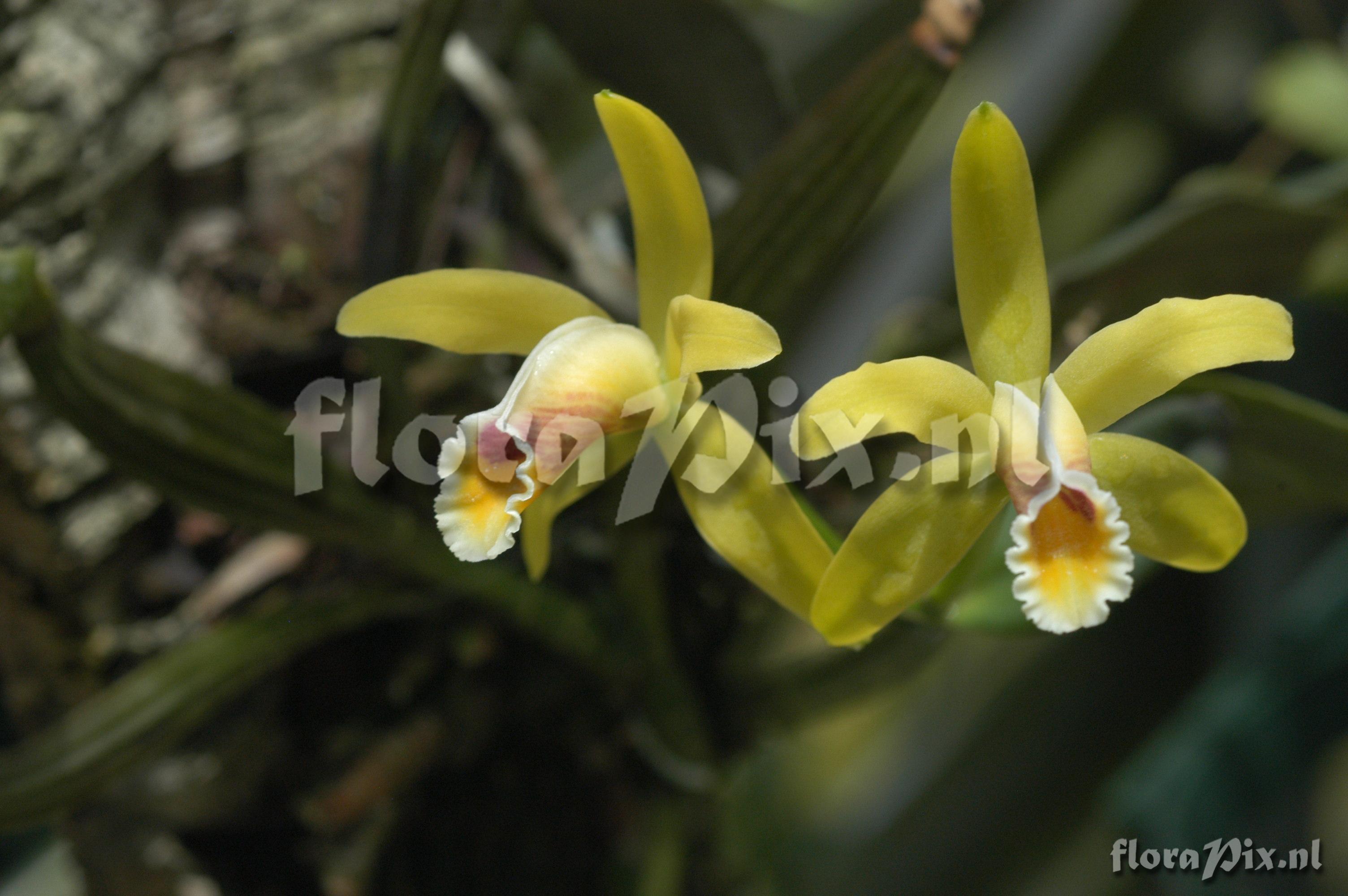 Cattleya luteola