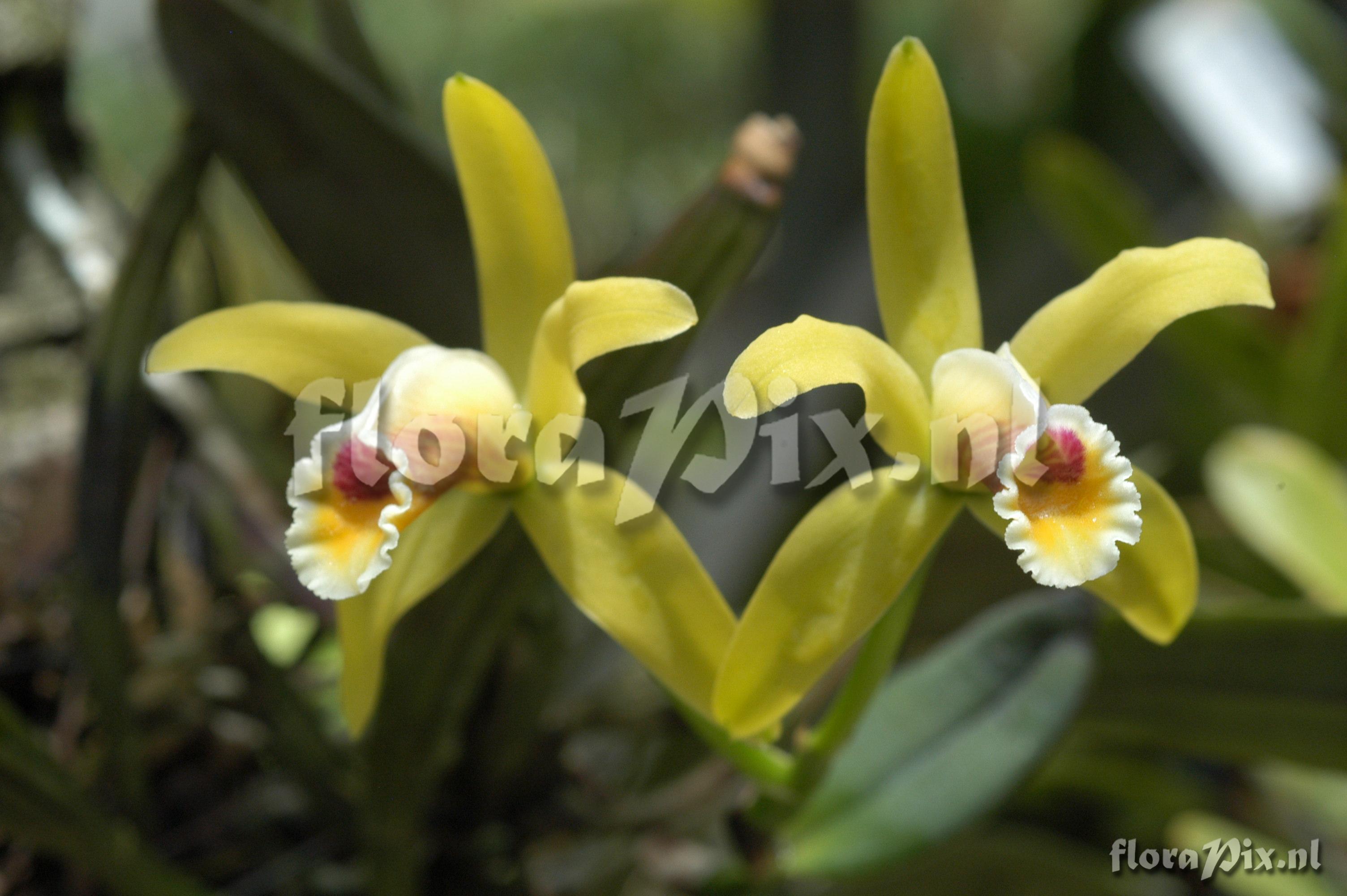 Cattleya luteola