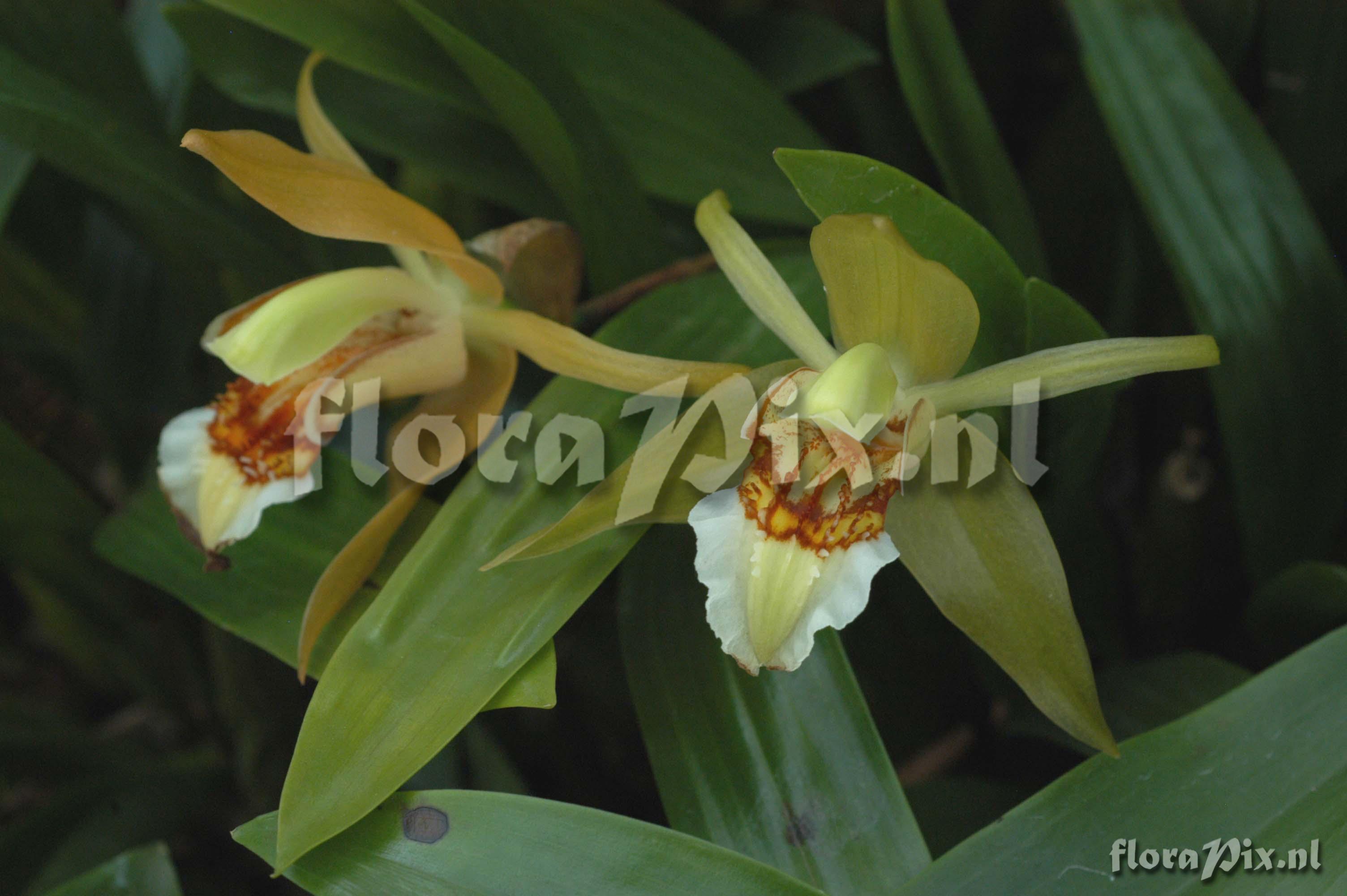 Coelogyne lawrenceana