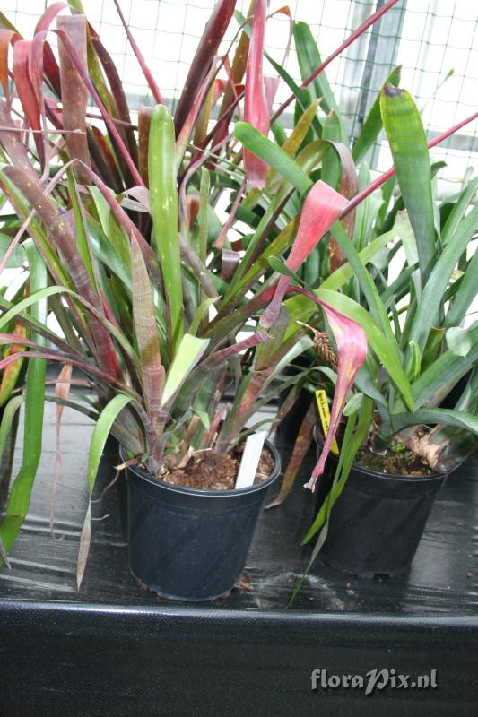 Billbergia amoena var. rubra