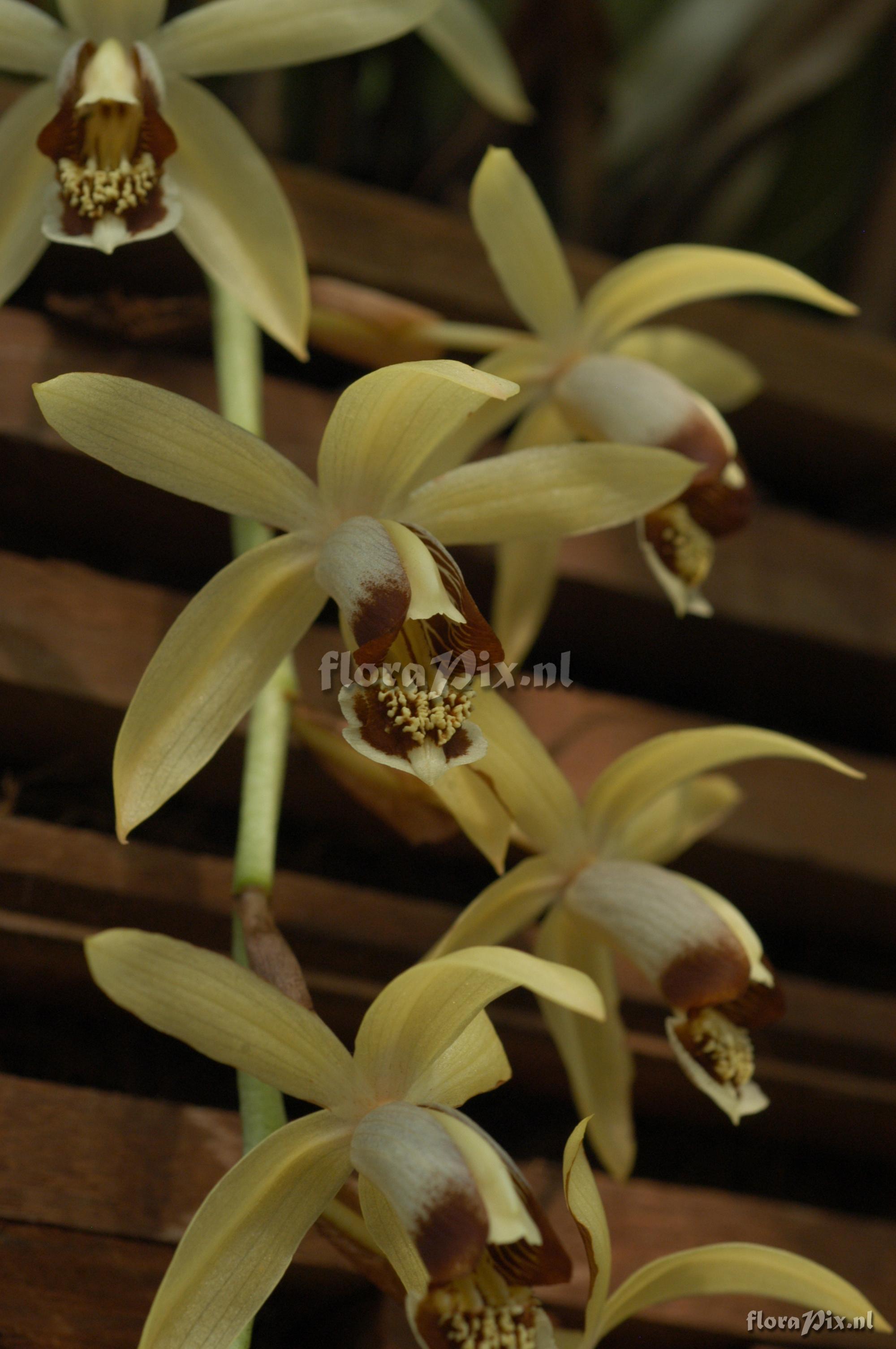 Coelogyne massangeana