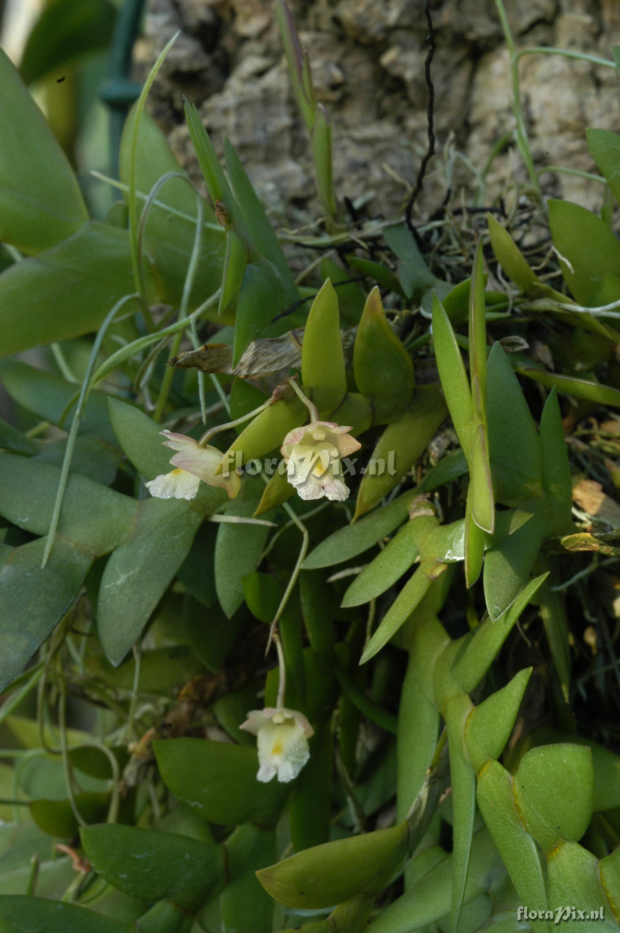 Dendrobium lobulatum