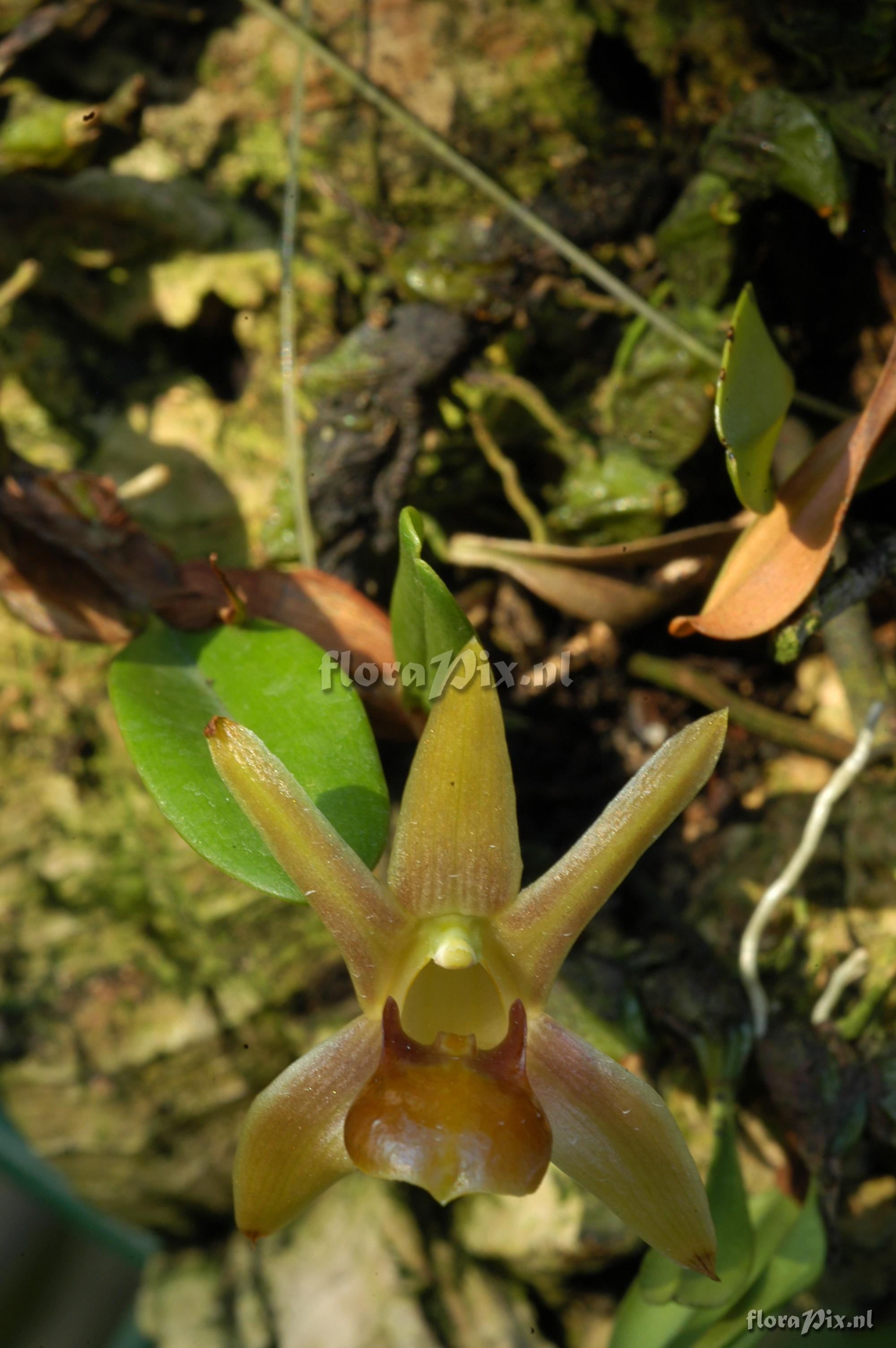 Dendrobium nakaharaei