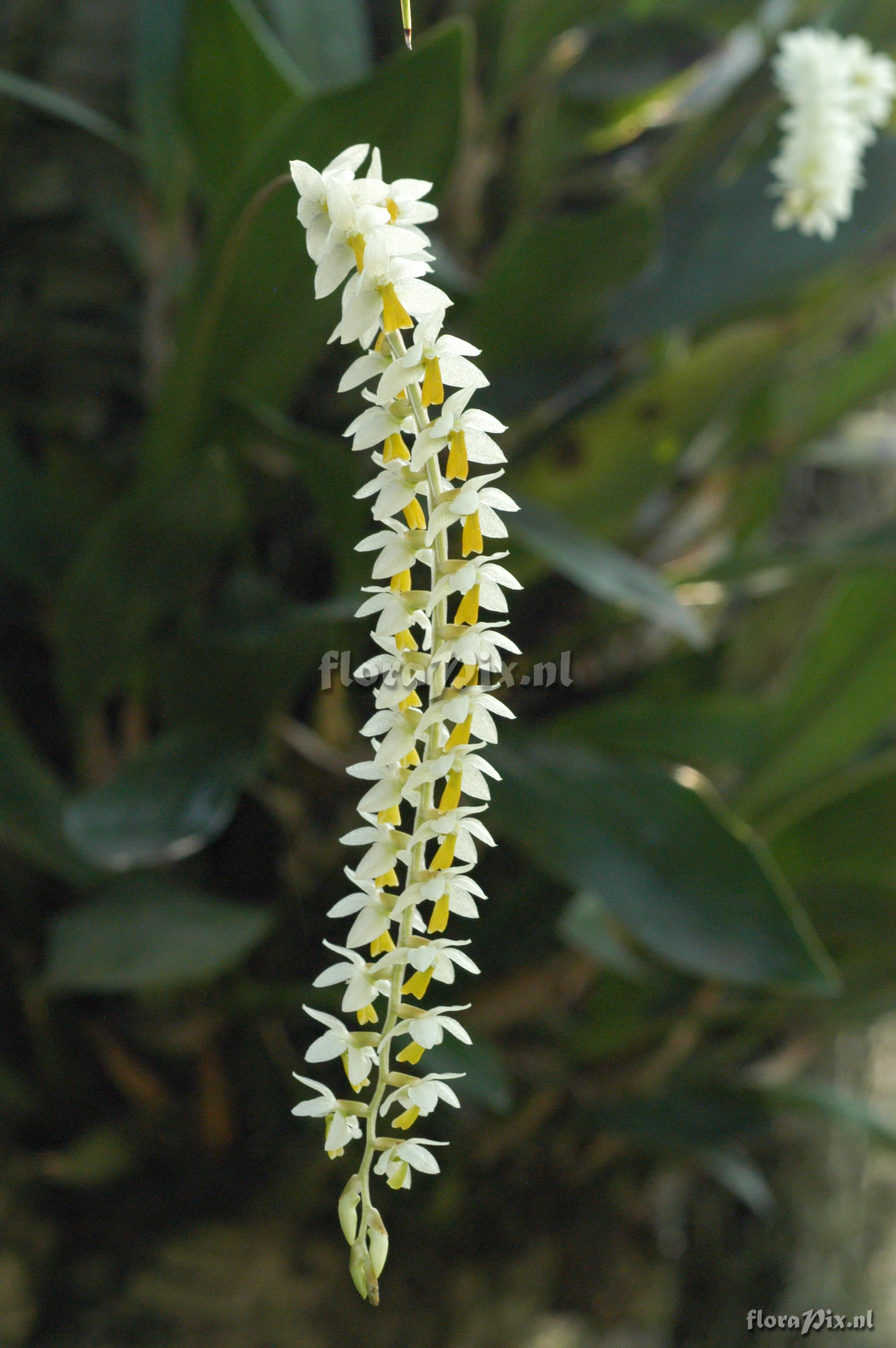 Dendrochilum cobbianum