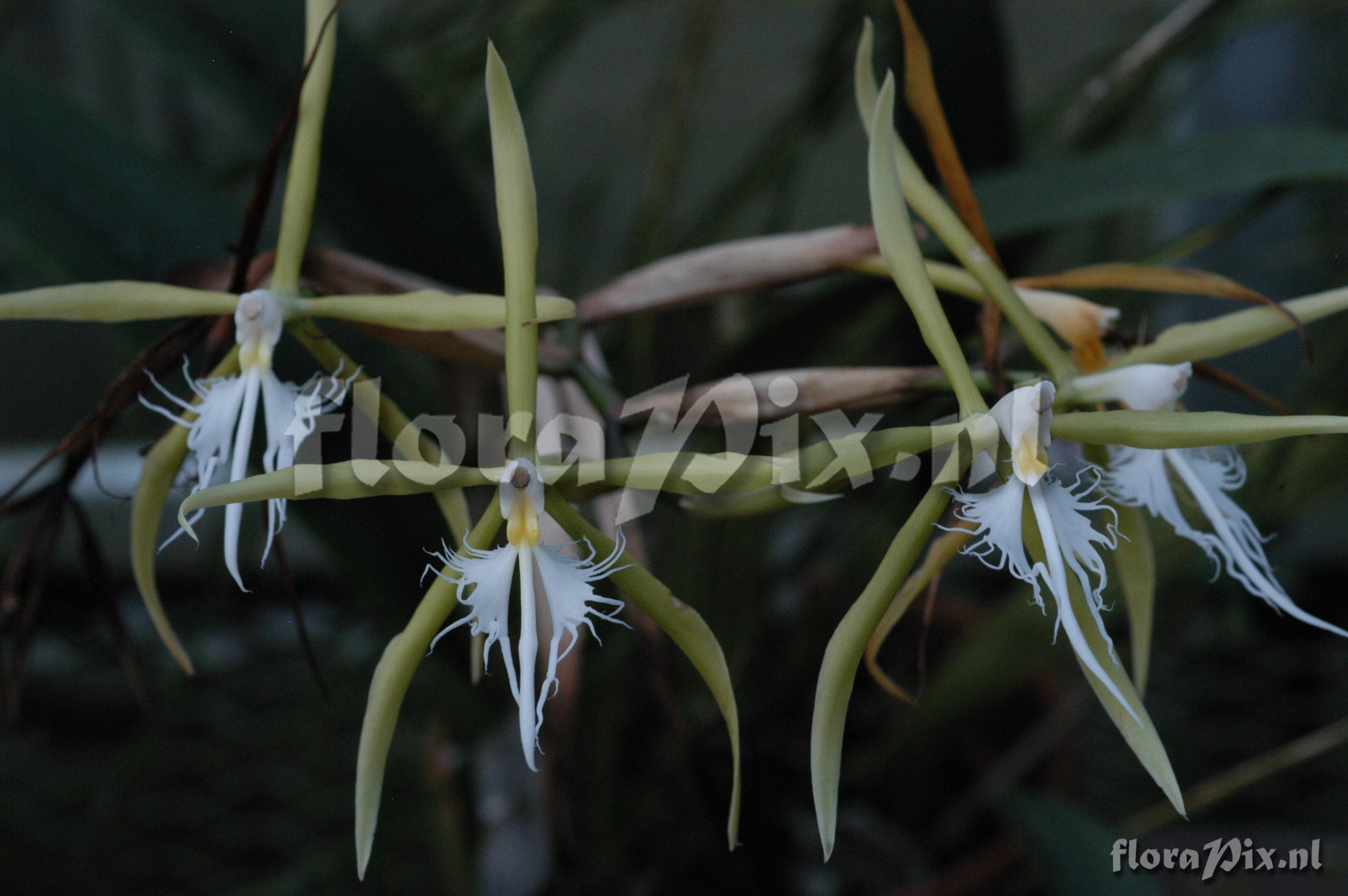 Epidendrum ciliare