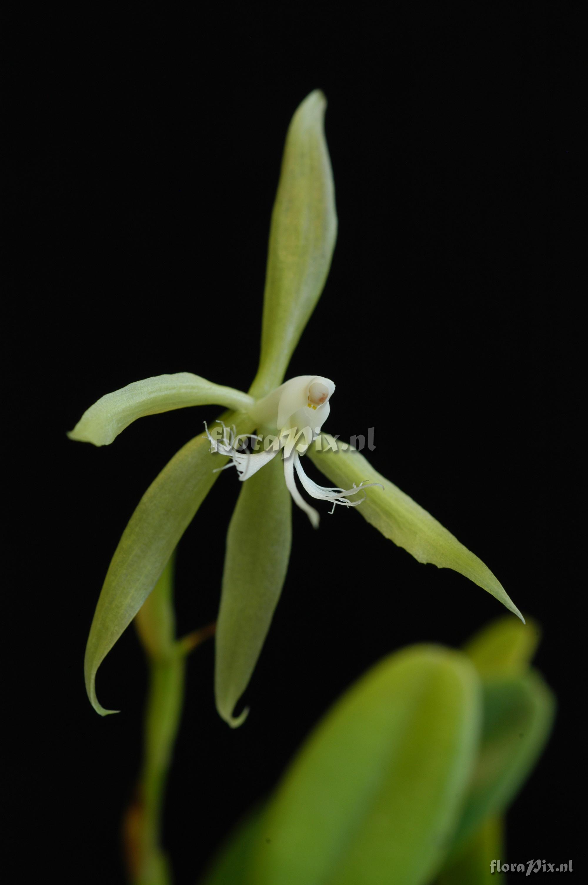 Epidendrum ciliare var. typicum