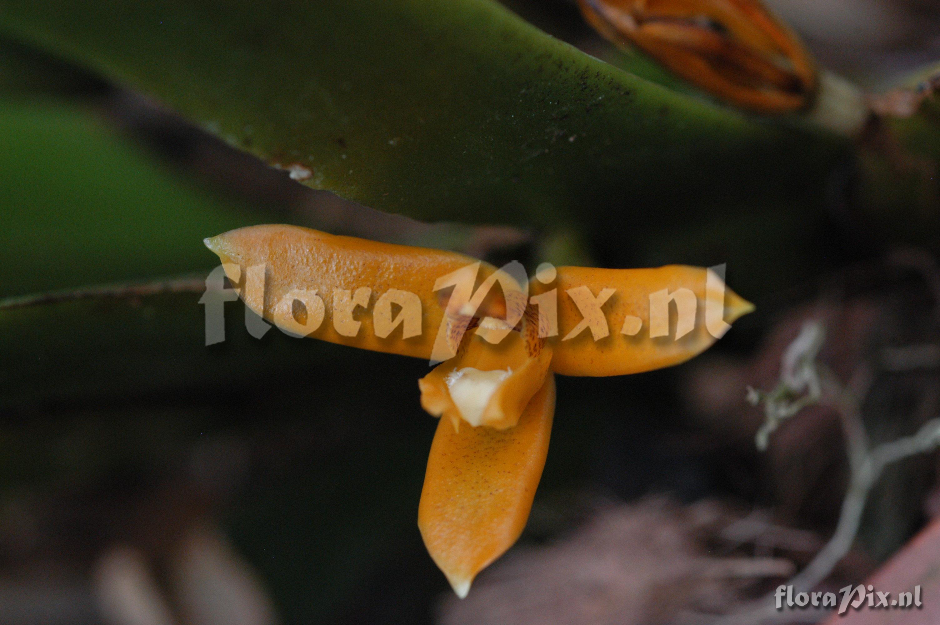 Maxillaria discolor