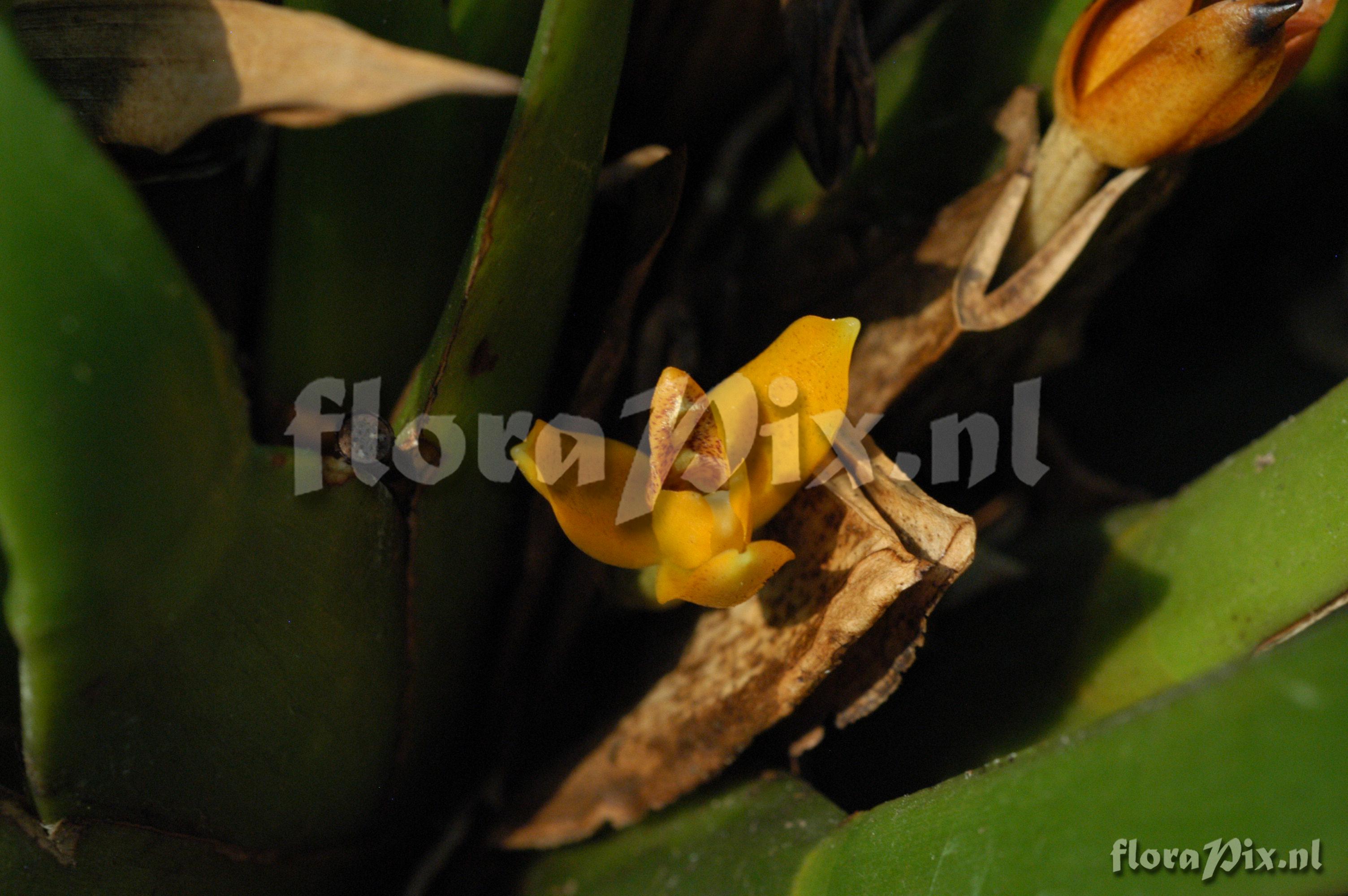 Maxillaria discolor