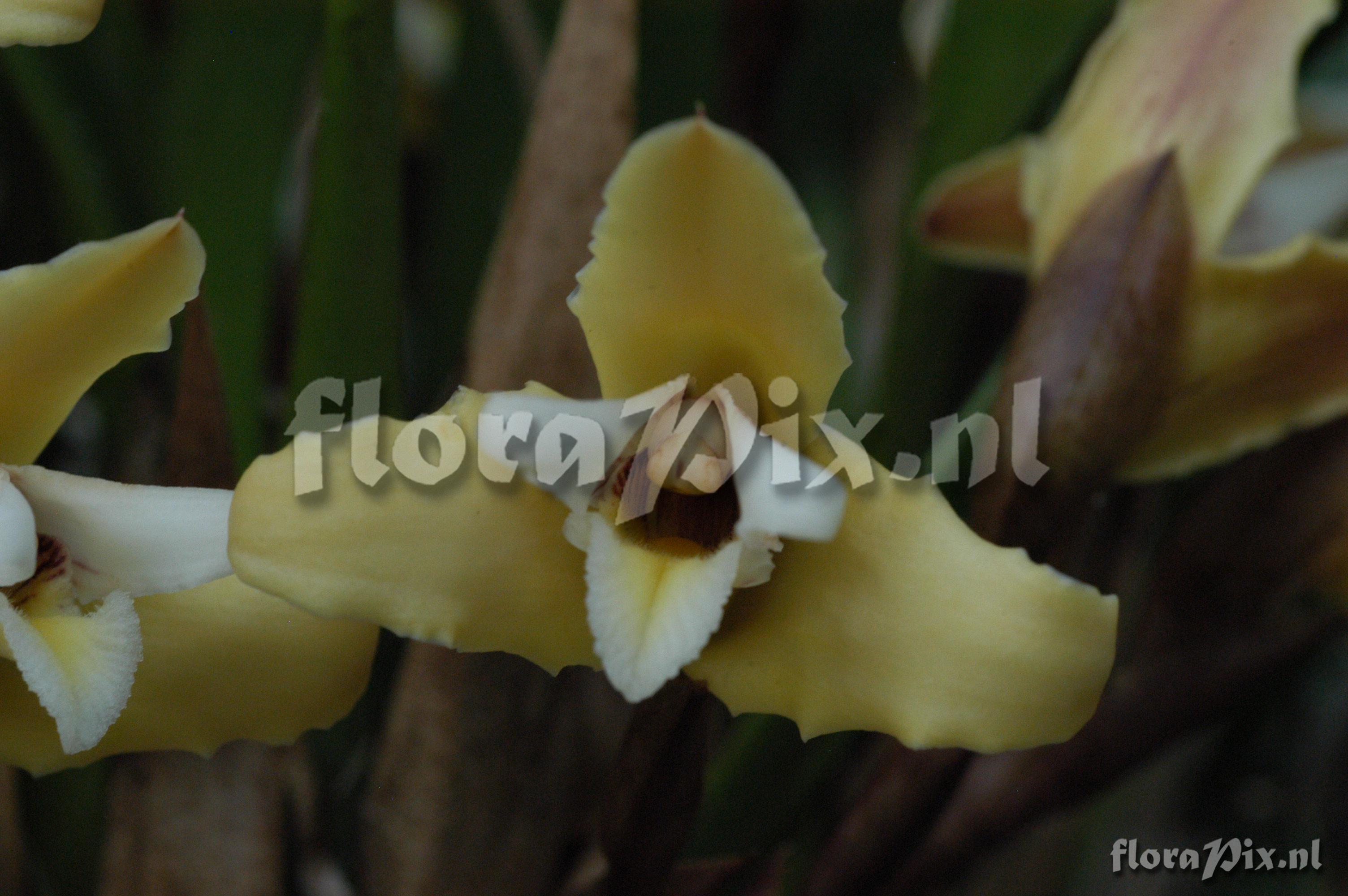 Maxillaria parkeri