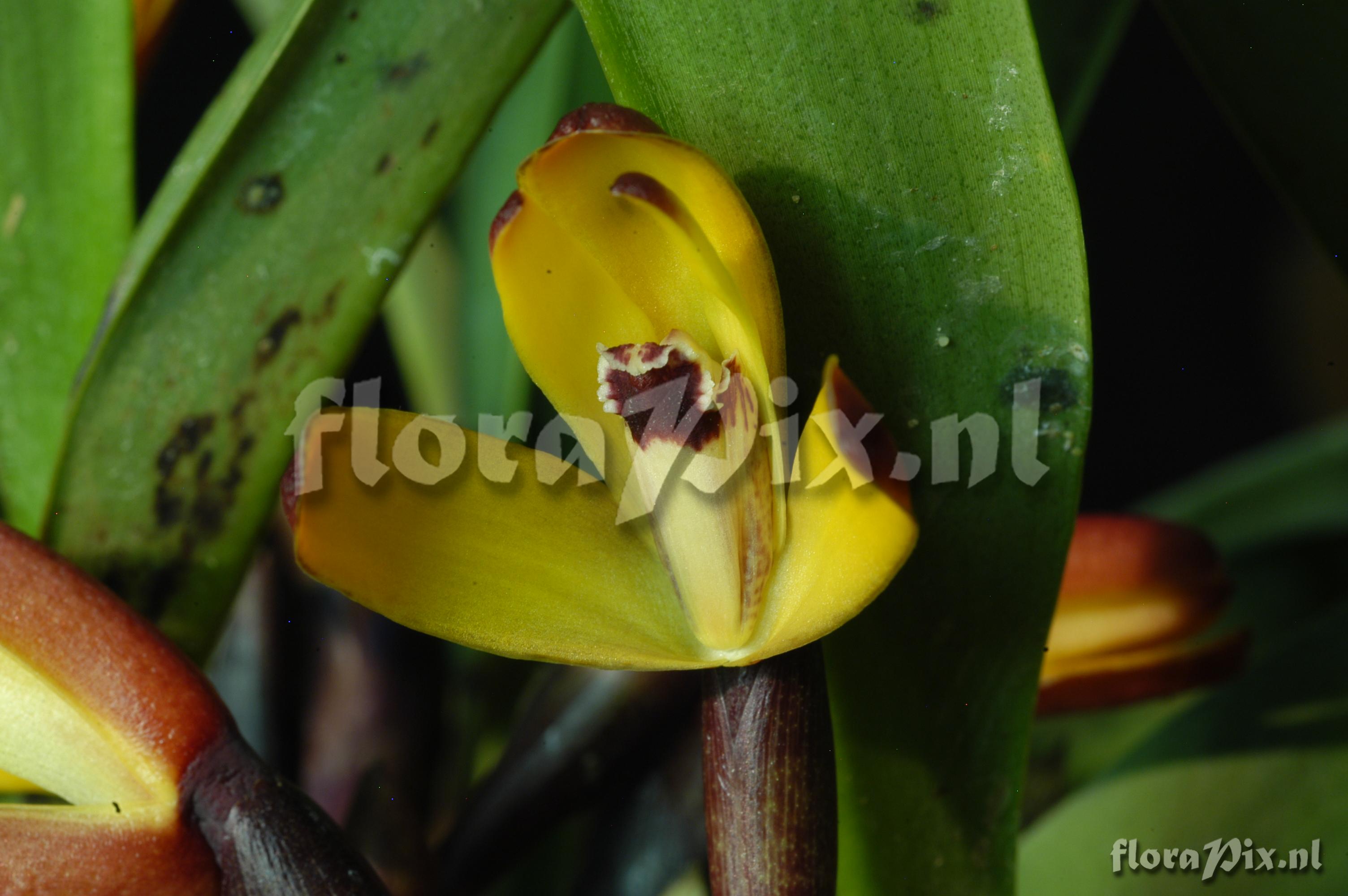 Maxillaria porrecta