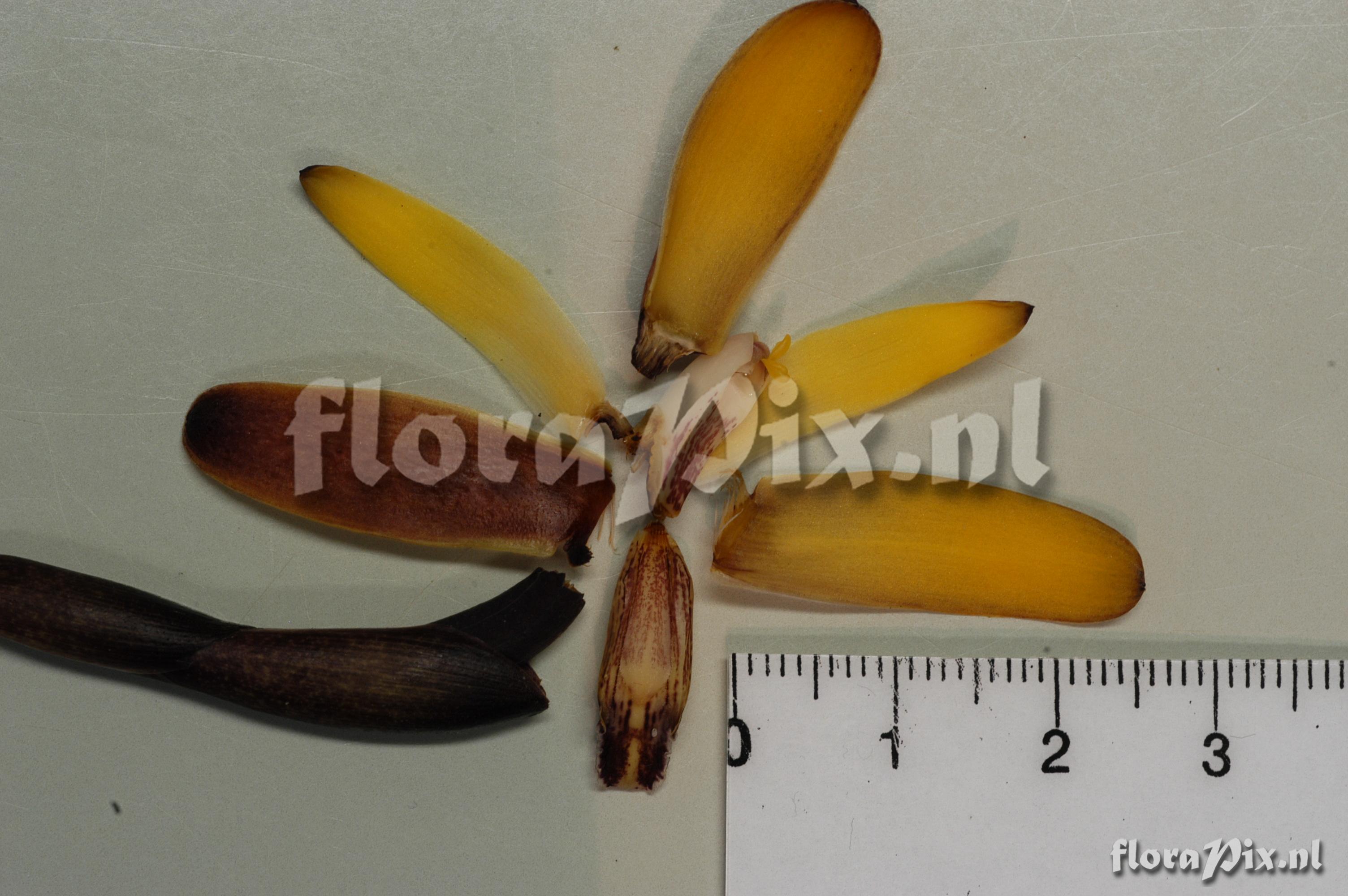 Maxillaria porrecta