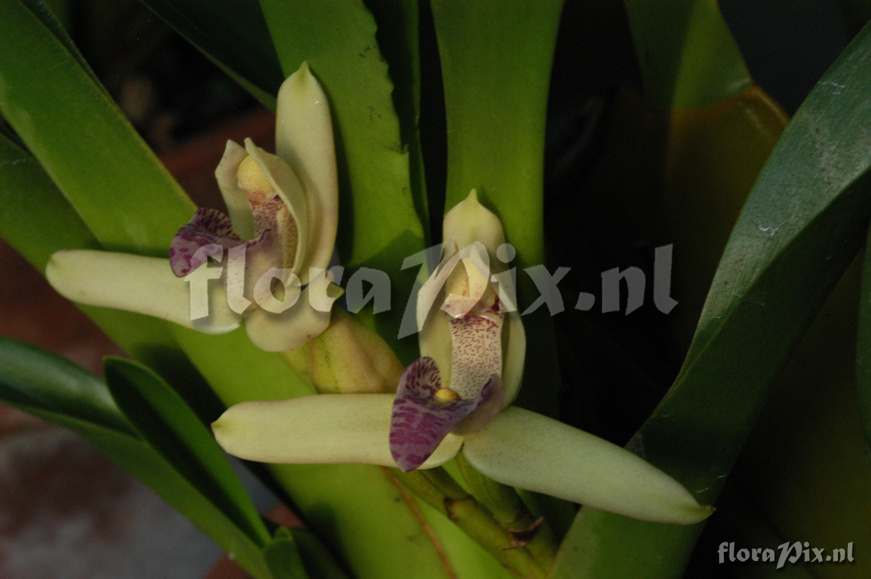 Maxillaria violaceo-punctata