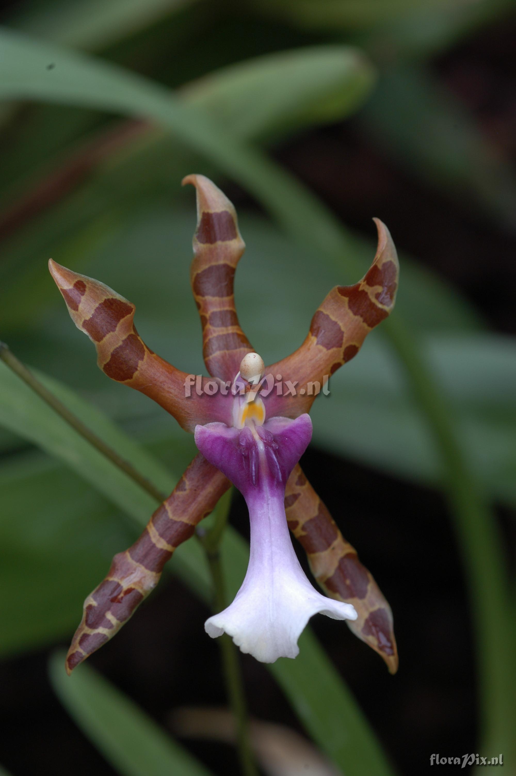 Miltonia clowesii