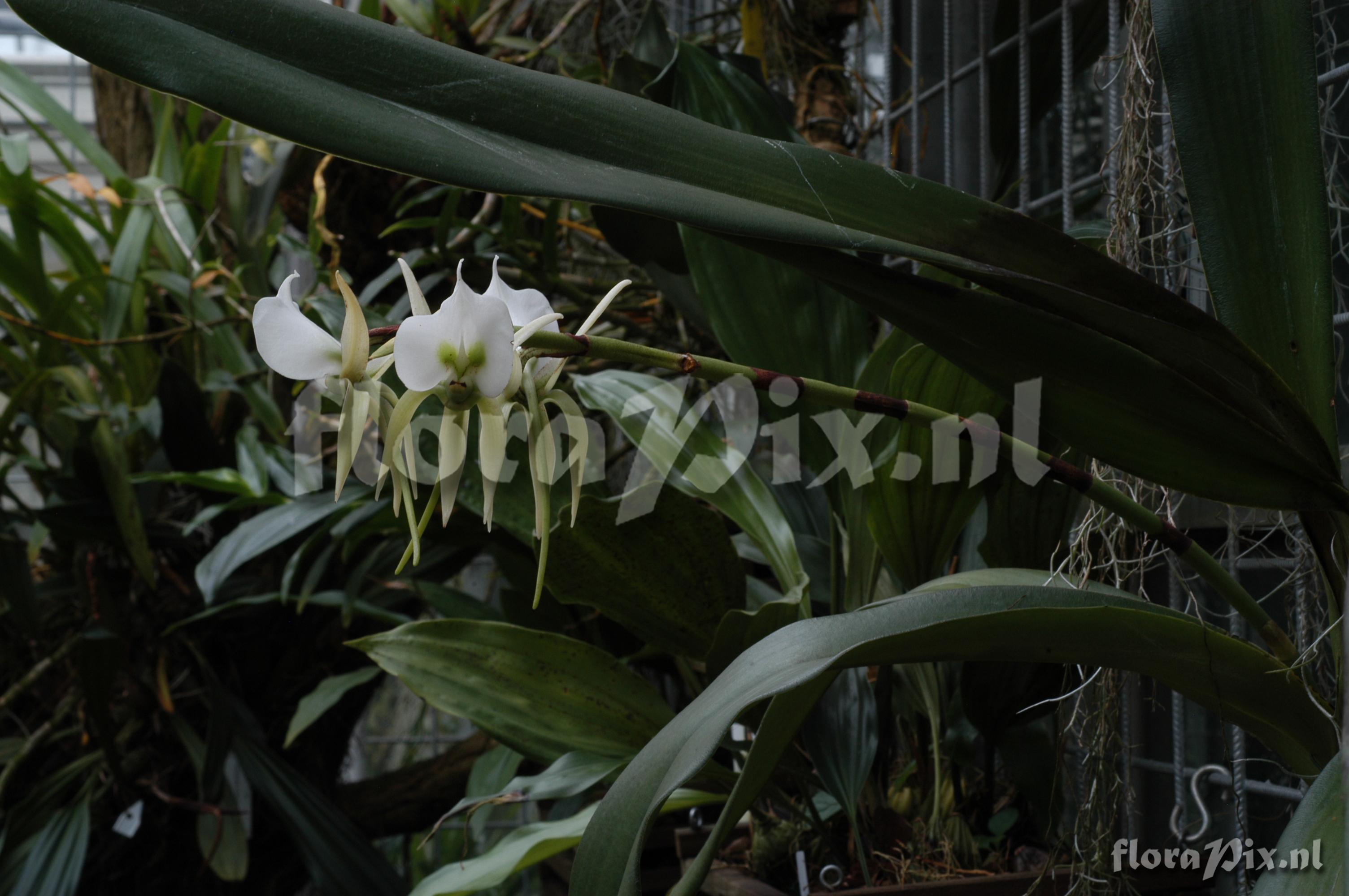 Angraecum eburneum subsp. superbum