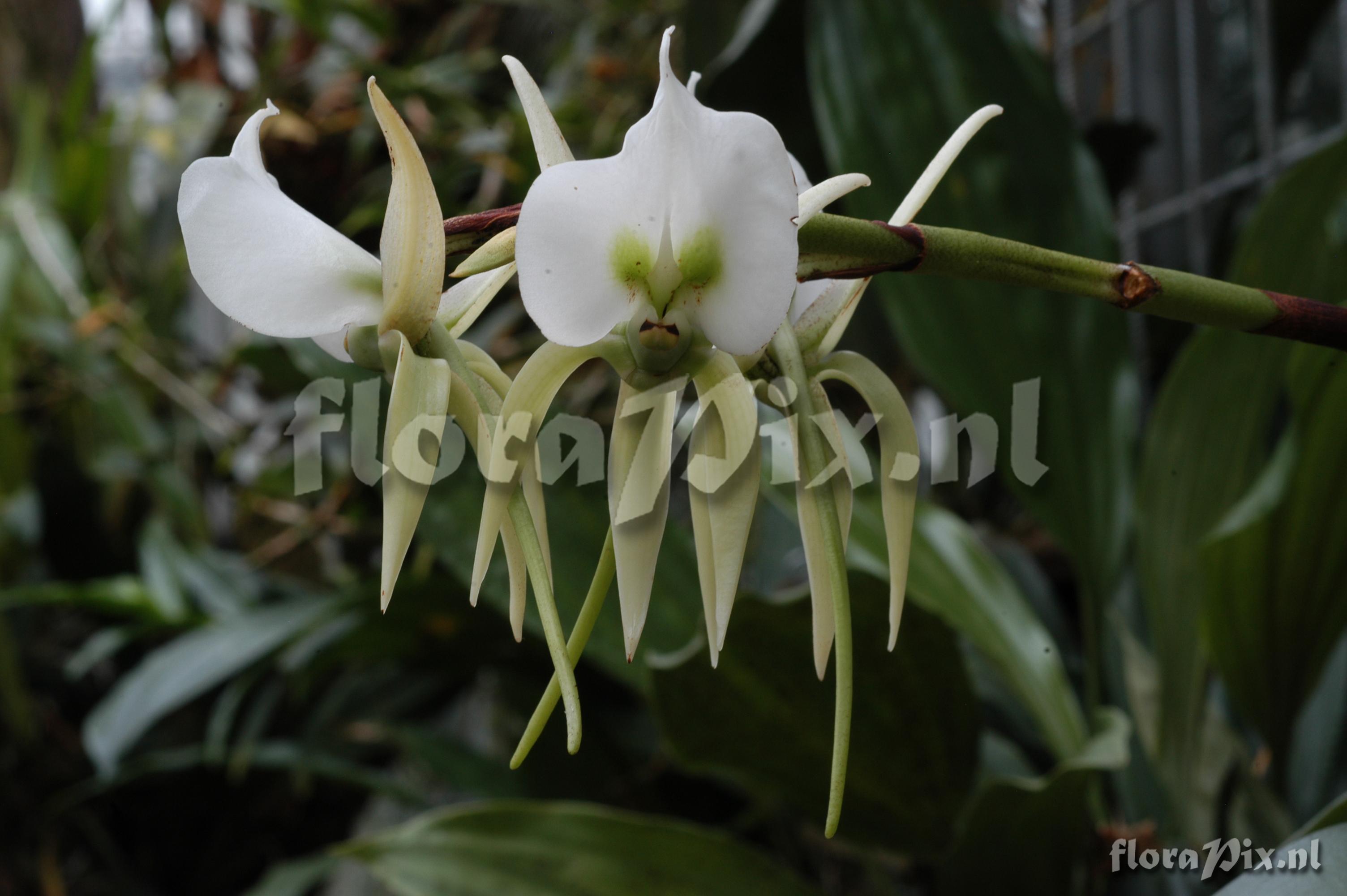 Angraecum eburneum subsp. superbum