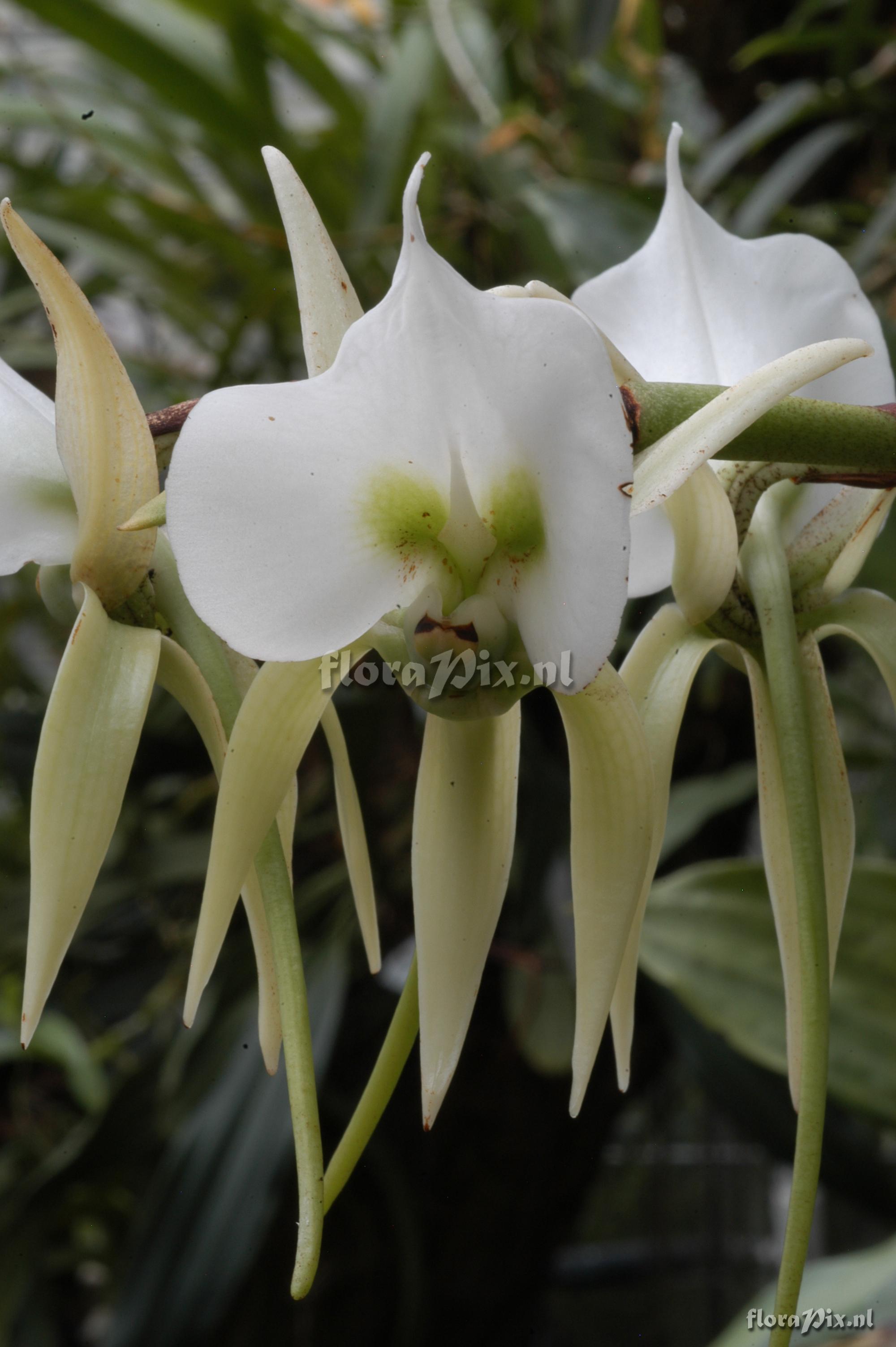 Angraecum eburneum subsp. superbum