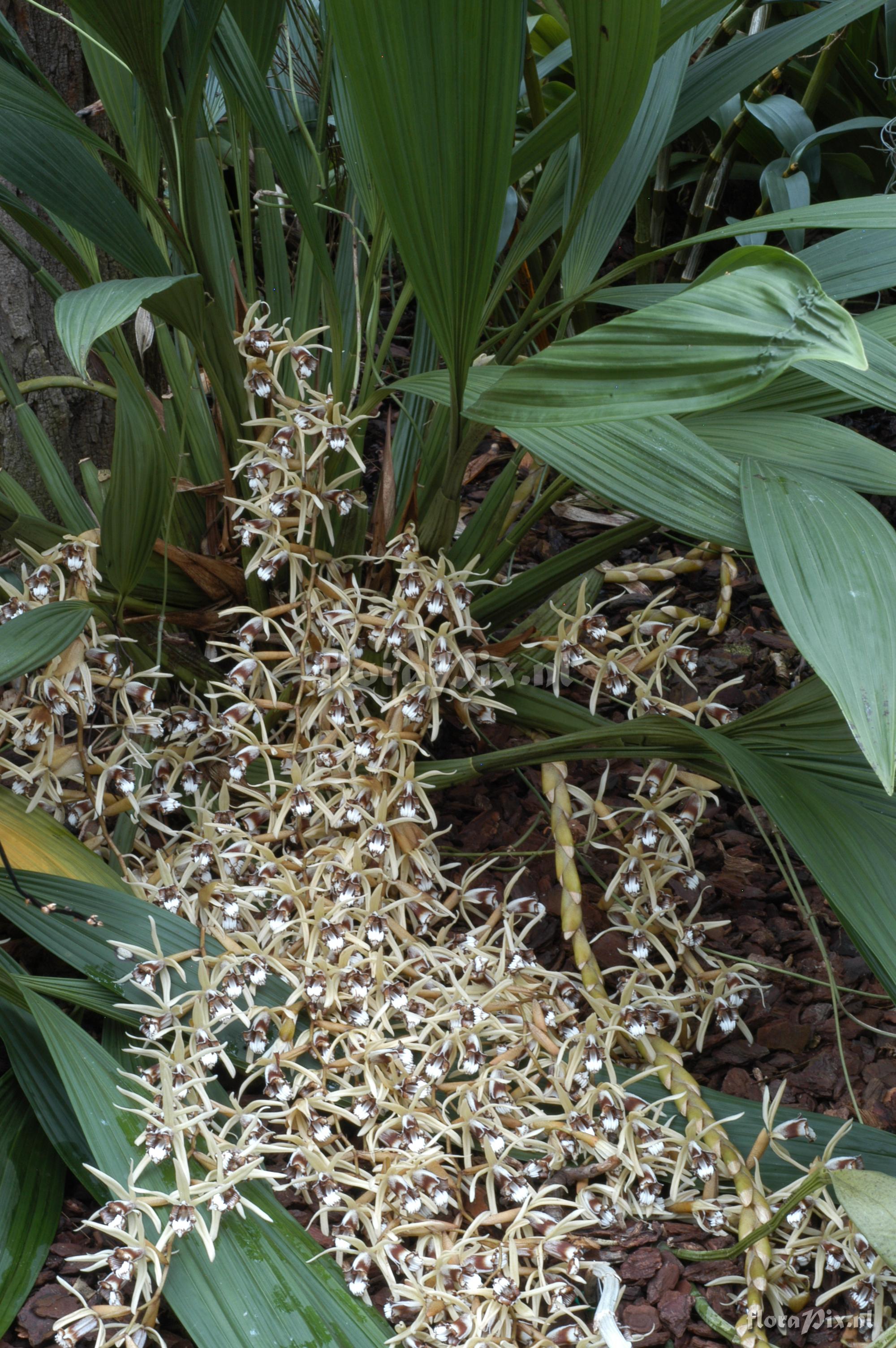 Coelogyne dayana