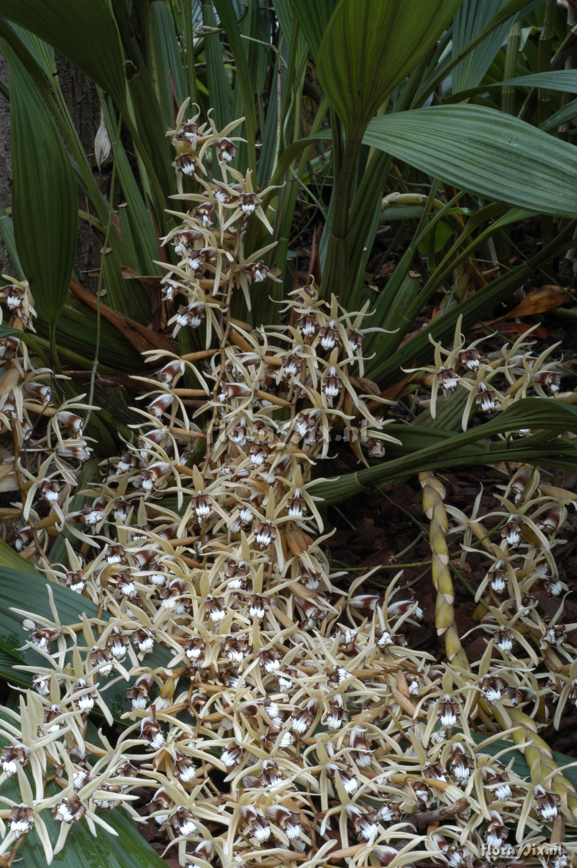 Coelogyne dayana