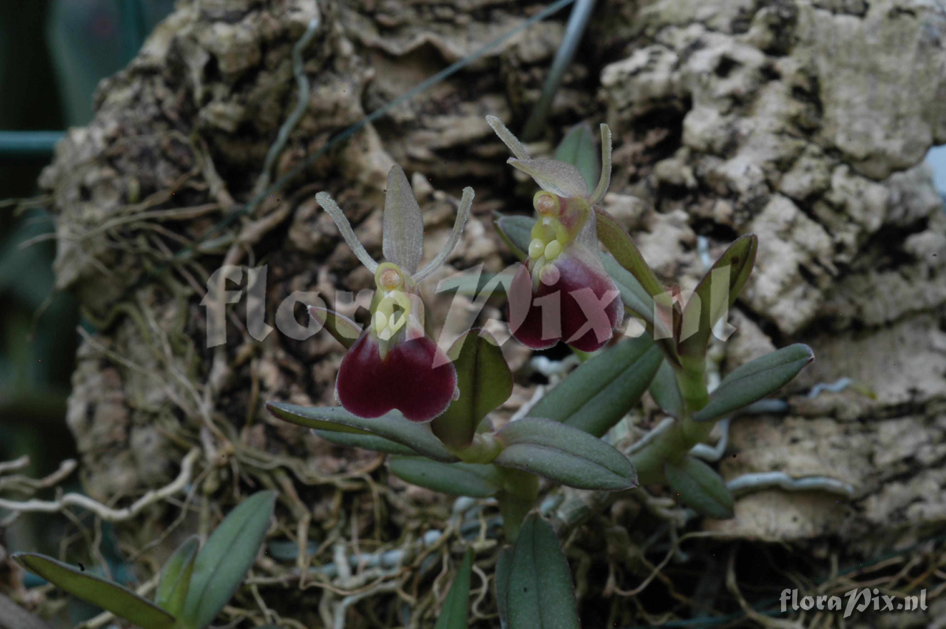 Epidendrum porpax