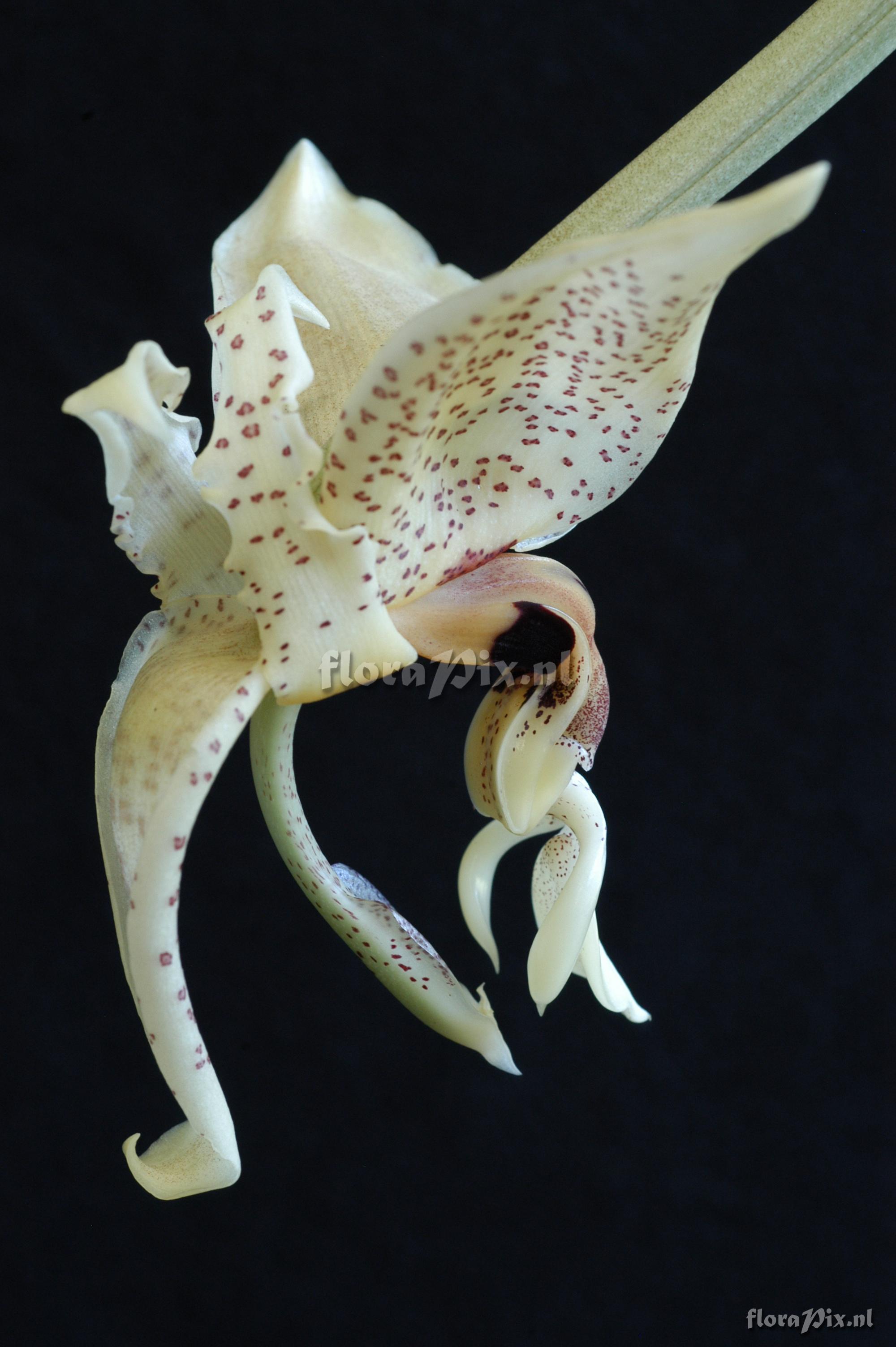 Stanhopea cf. dodsoniana