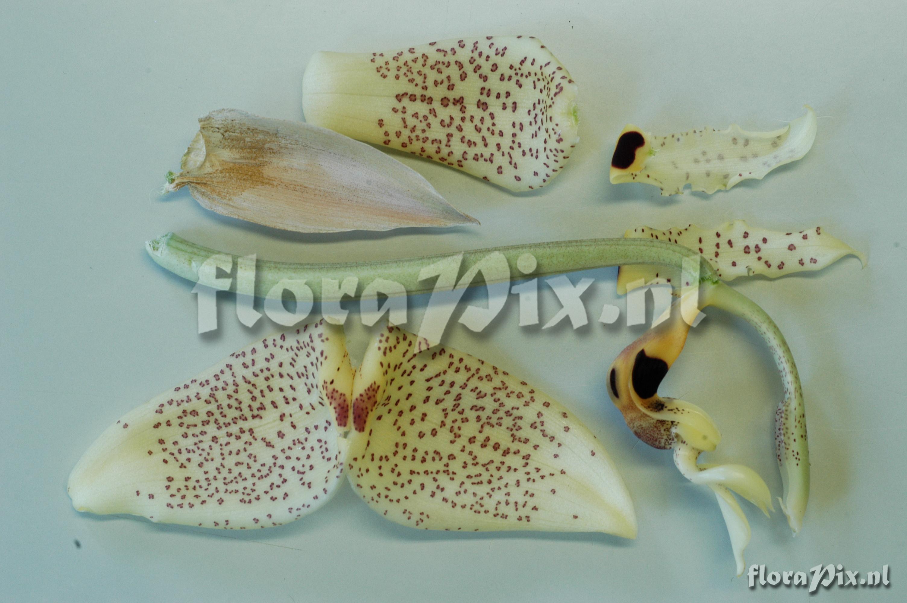 Stanhopea cf. dodsoniana