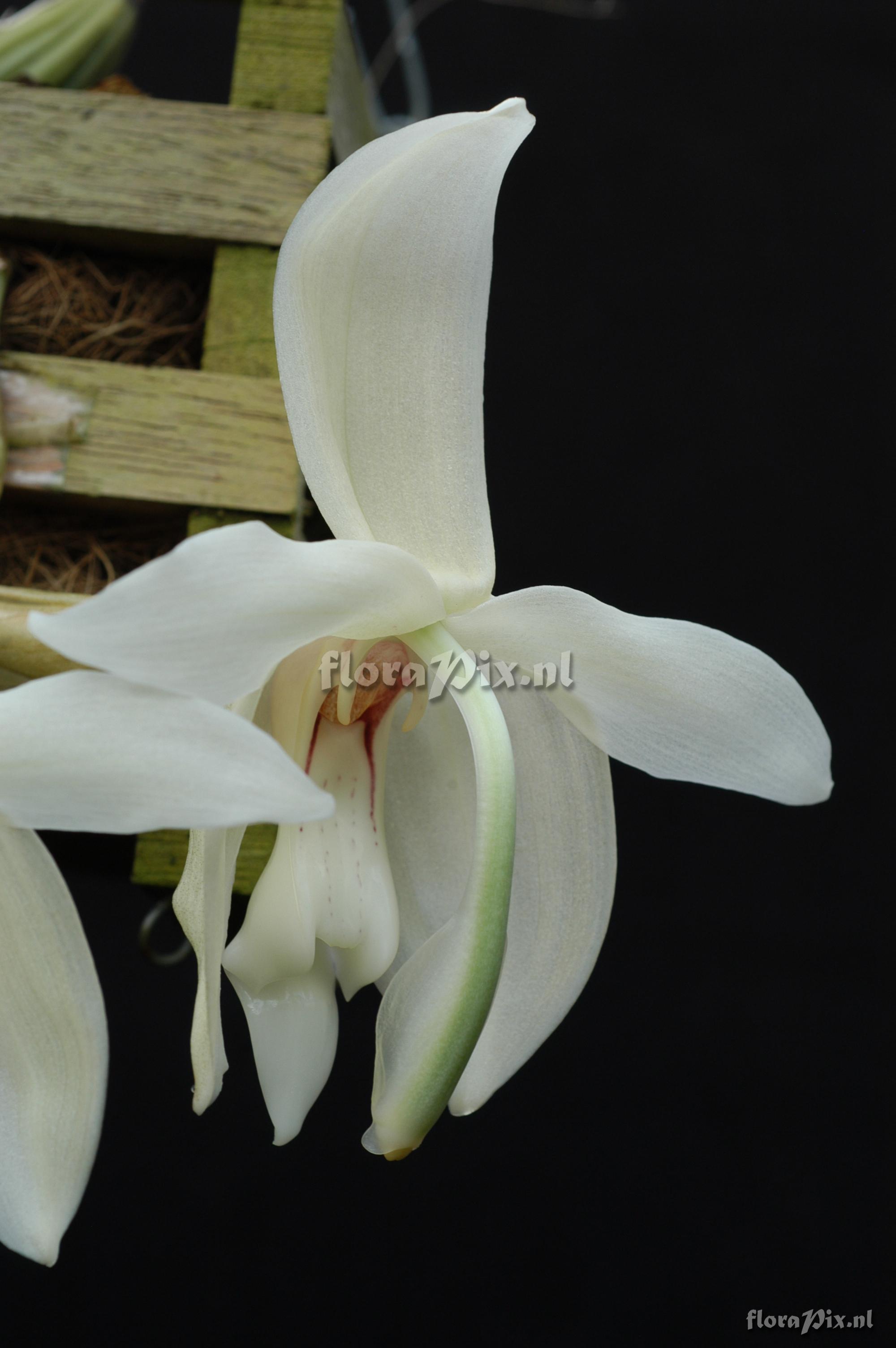 Stanhopea grandiflora