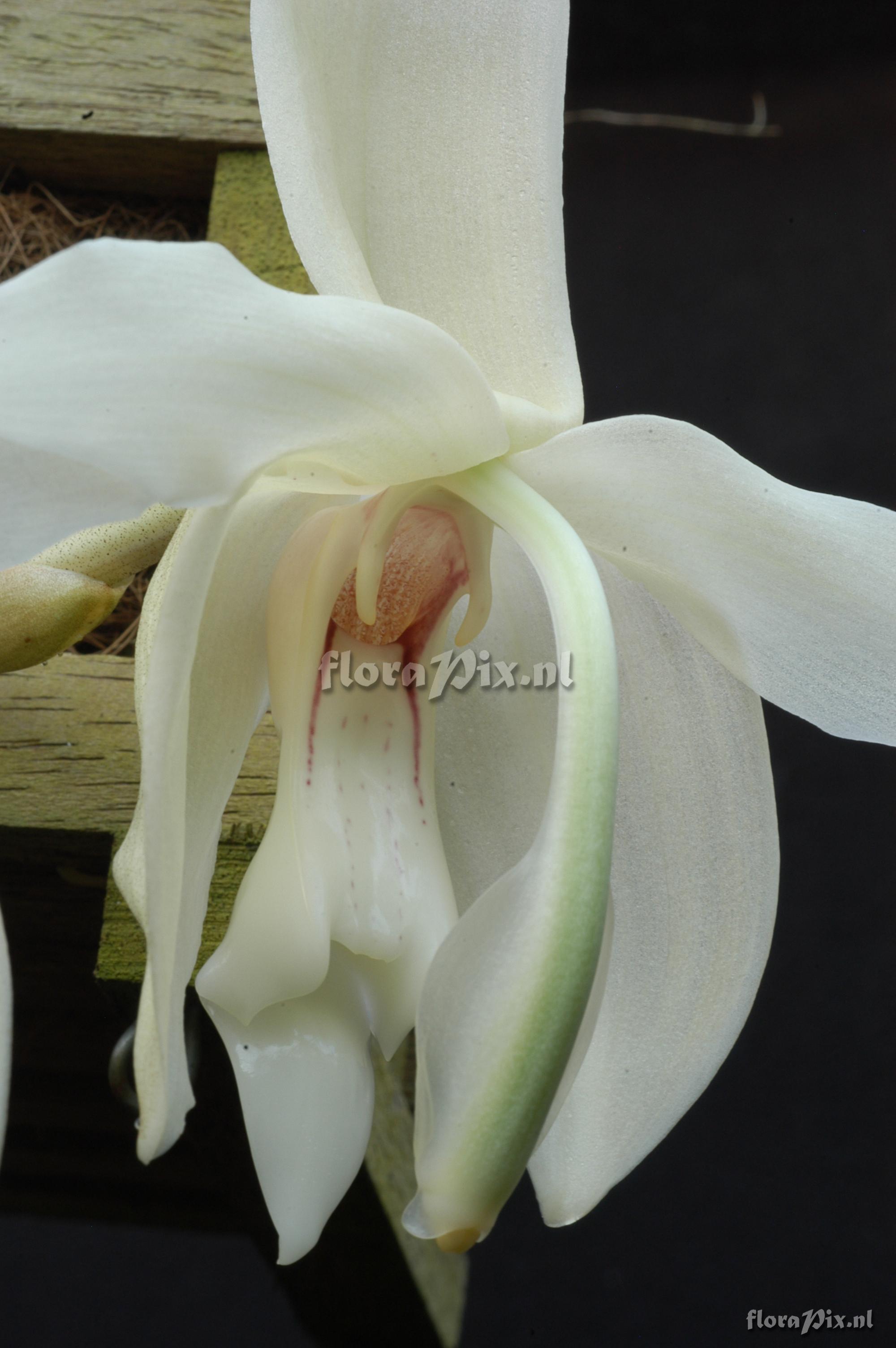 Stanhopea grandiflora