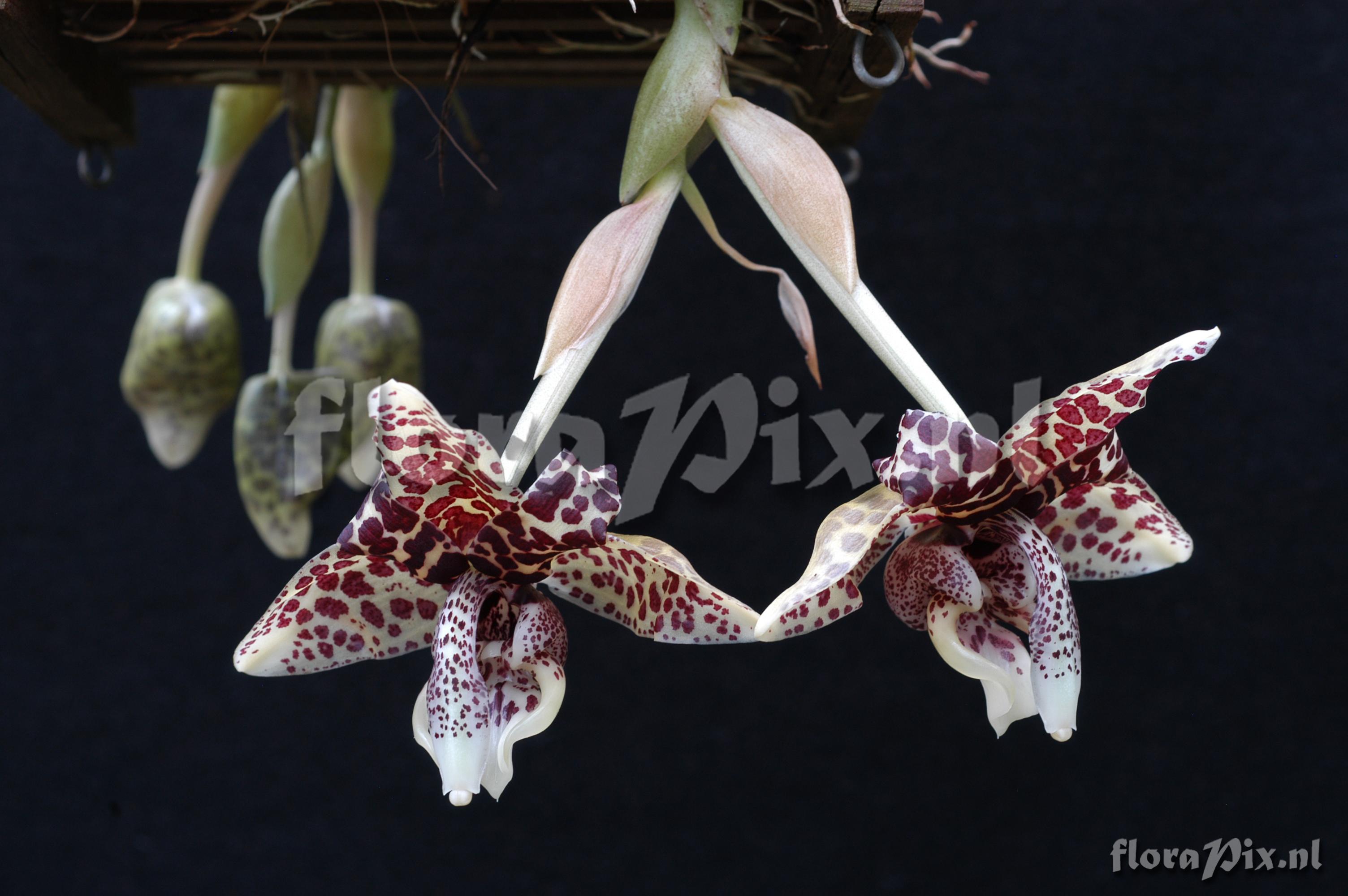 Stanhopea hernandezii