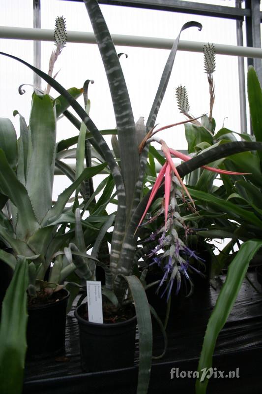 Billbergia brasiliensis