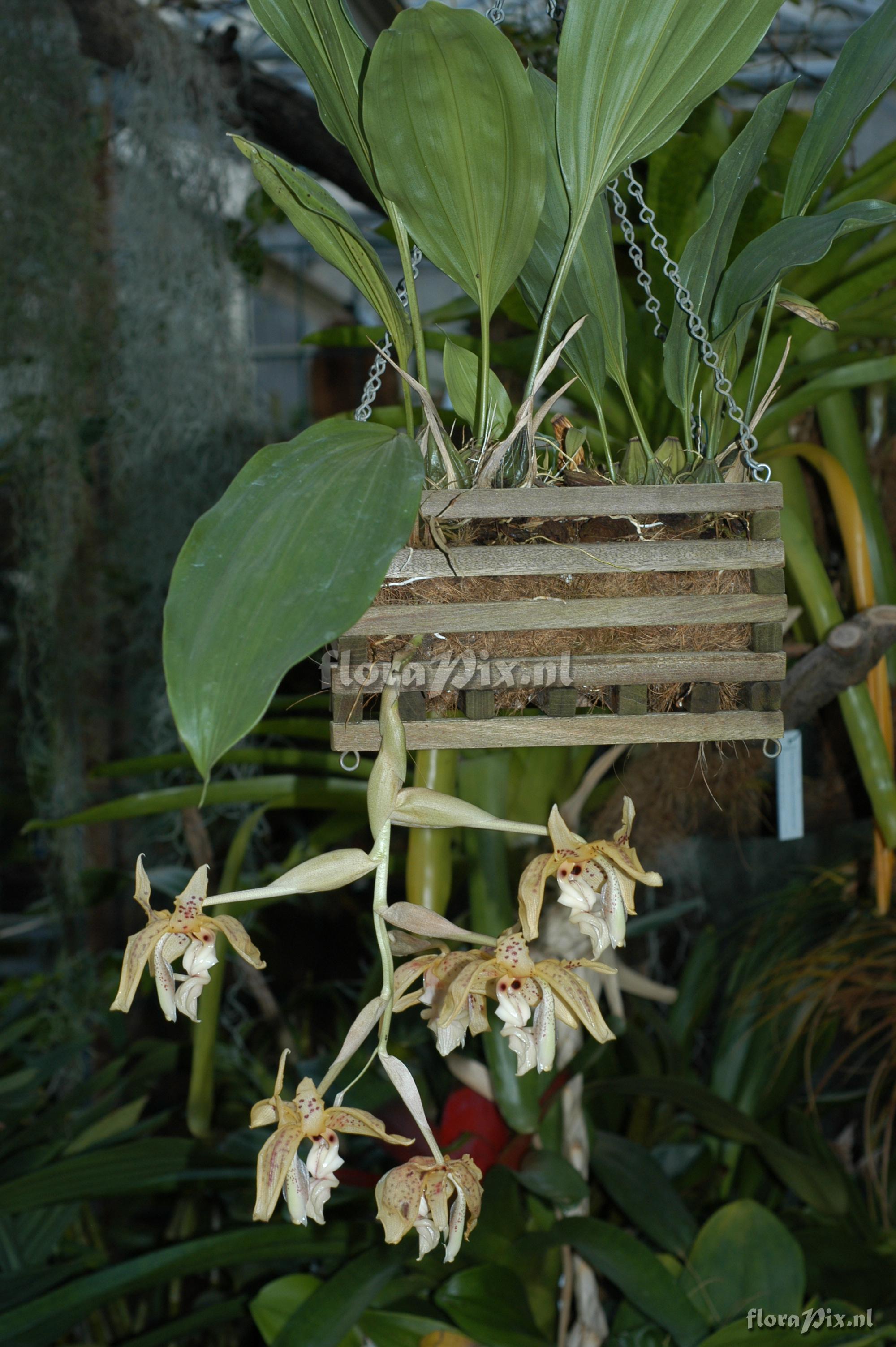 Stanhopea oculata