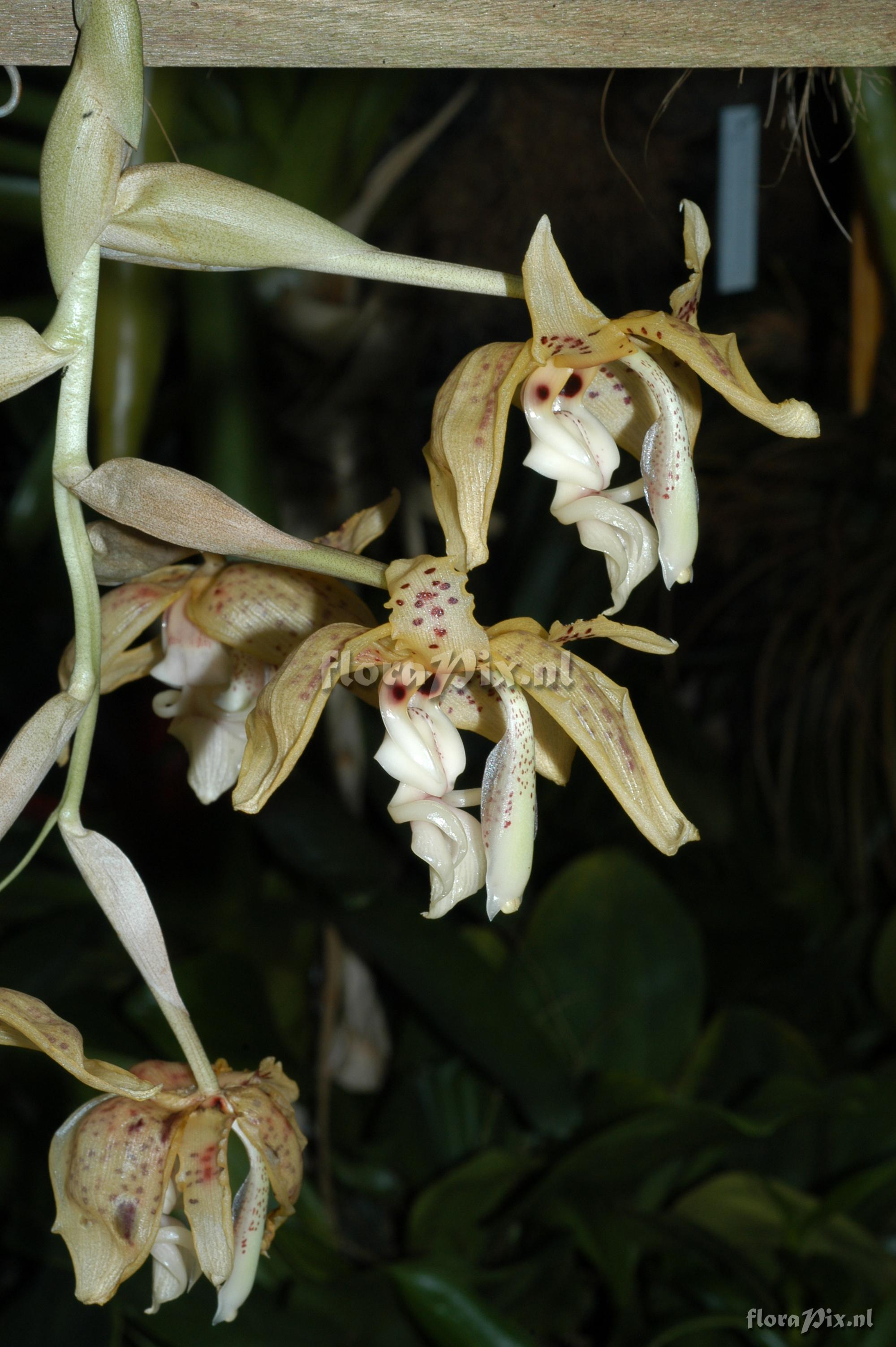 Stanhopea oculata