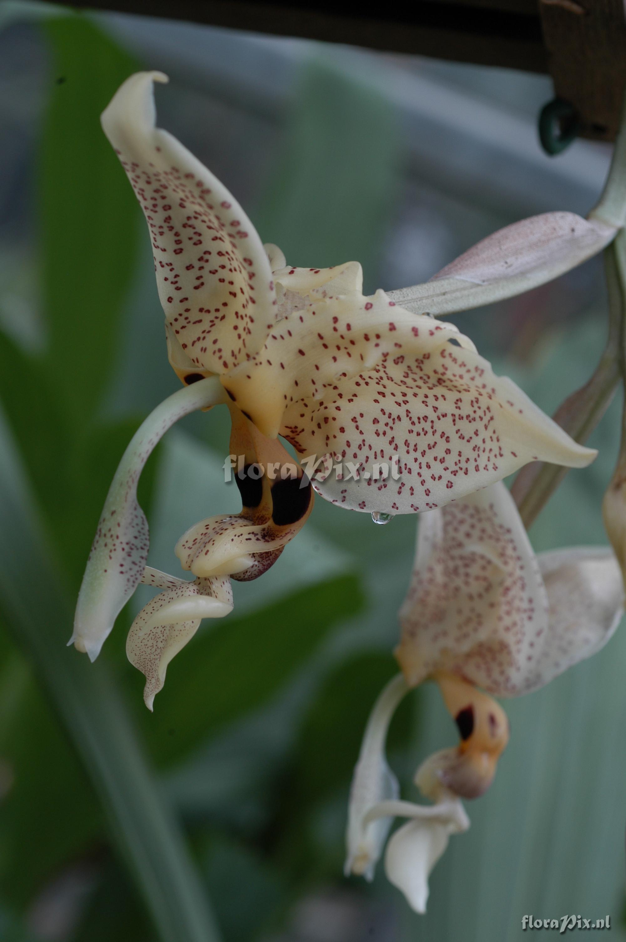 Stanhopea oculata