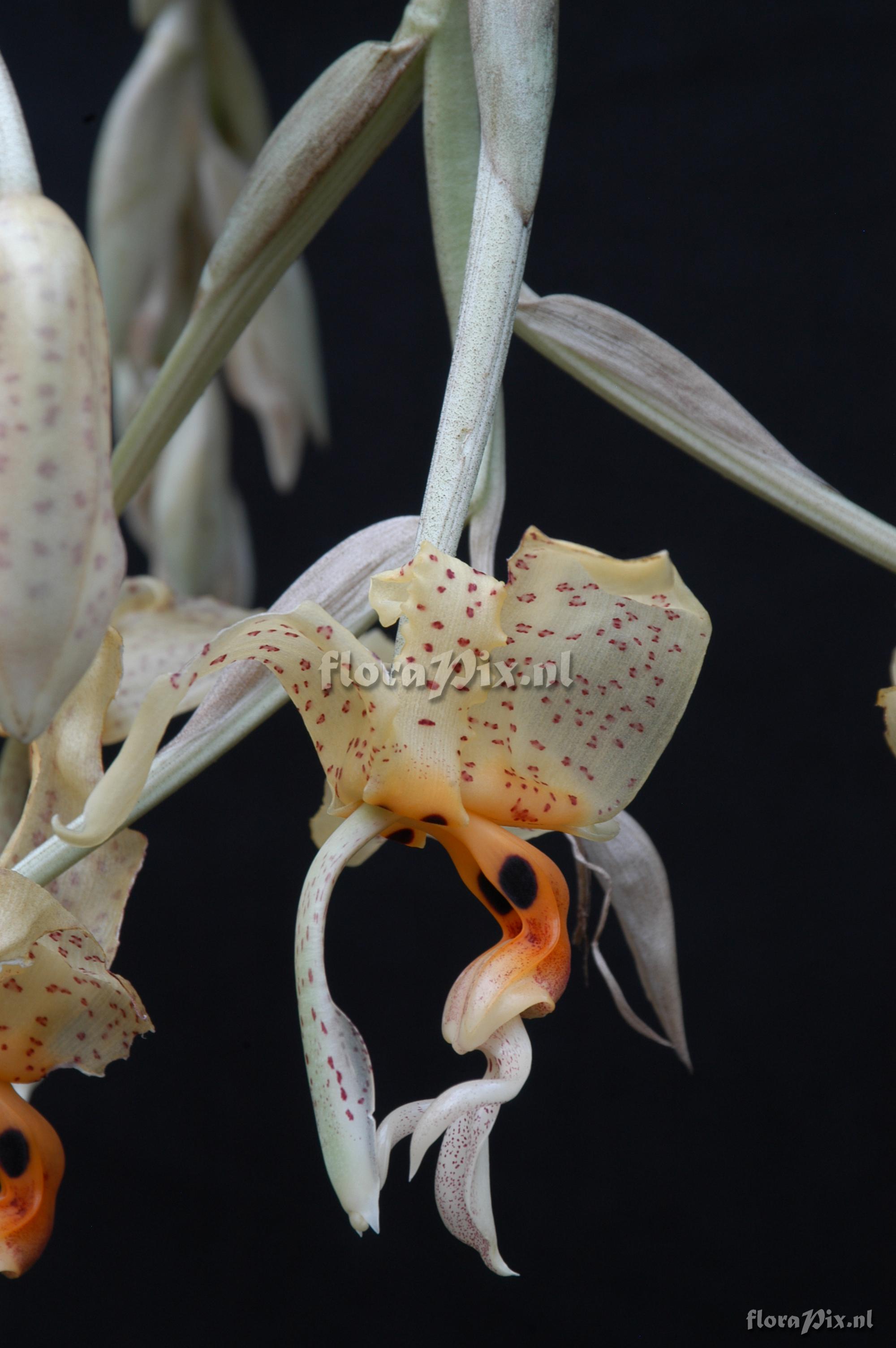 Stanhopea oculata