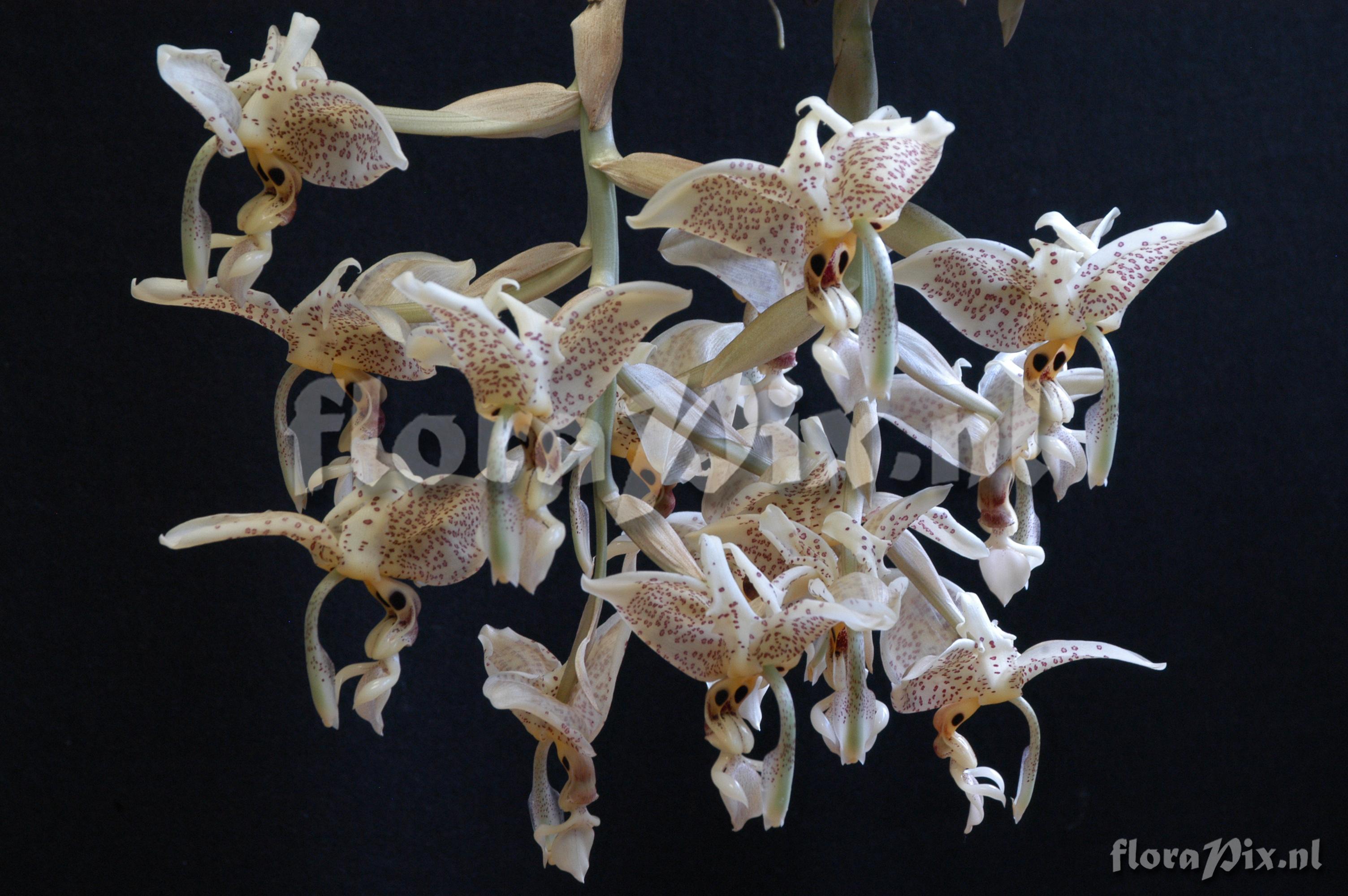 Stanhopea oculata 2004ZW01140  left