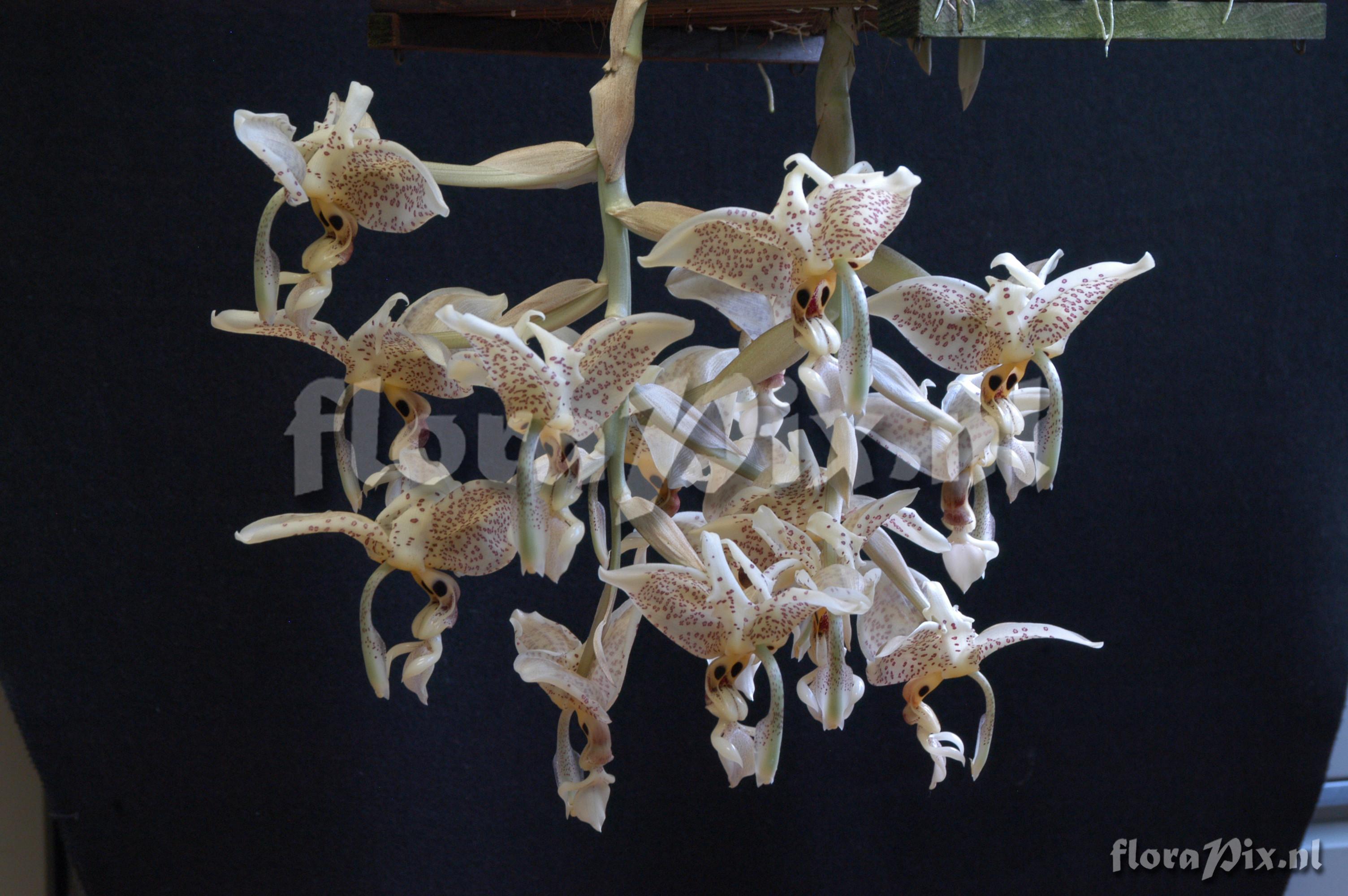 Stanhopea oculata