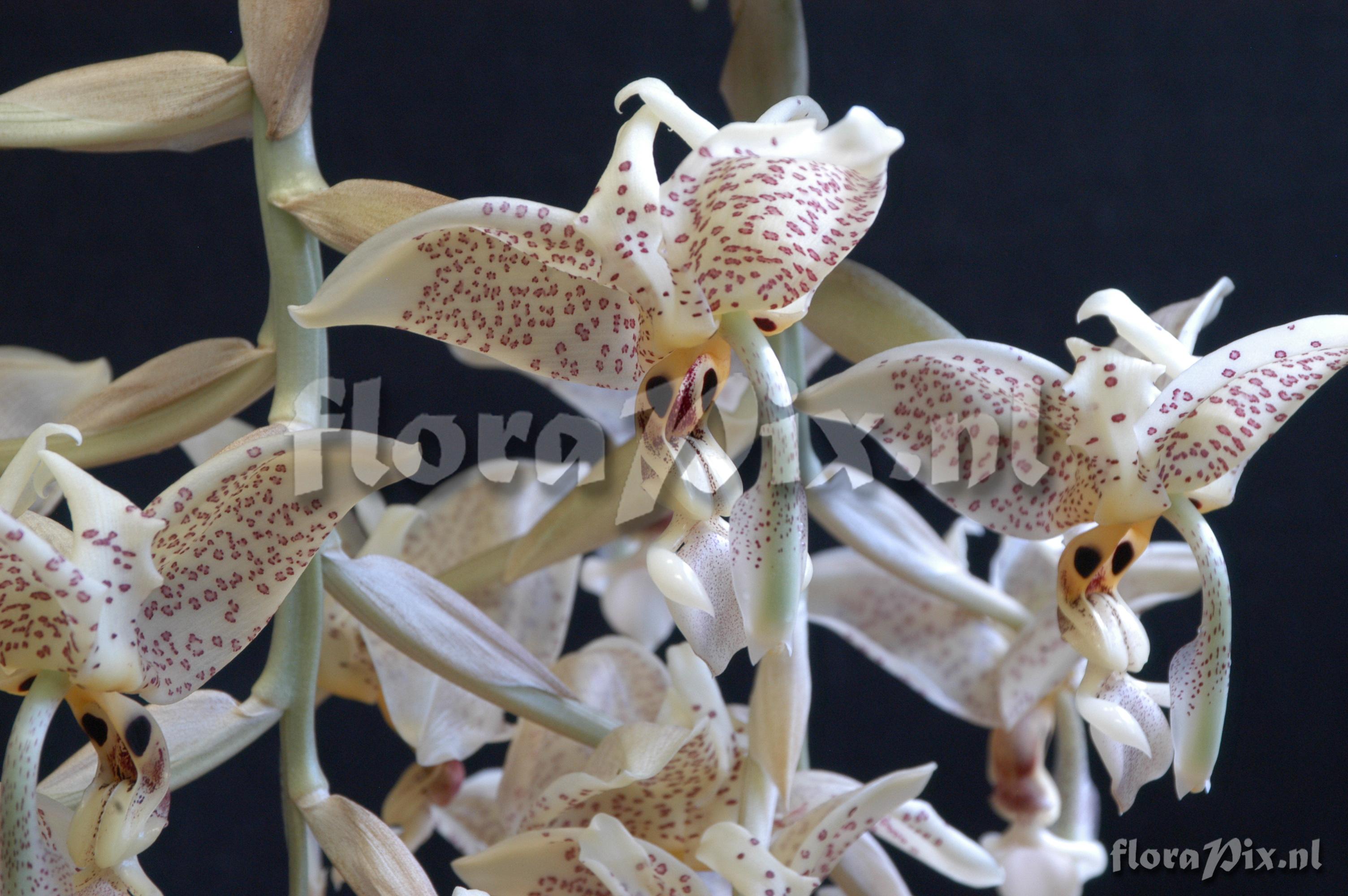 Stanhopea oculata