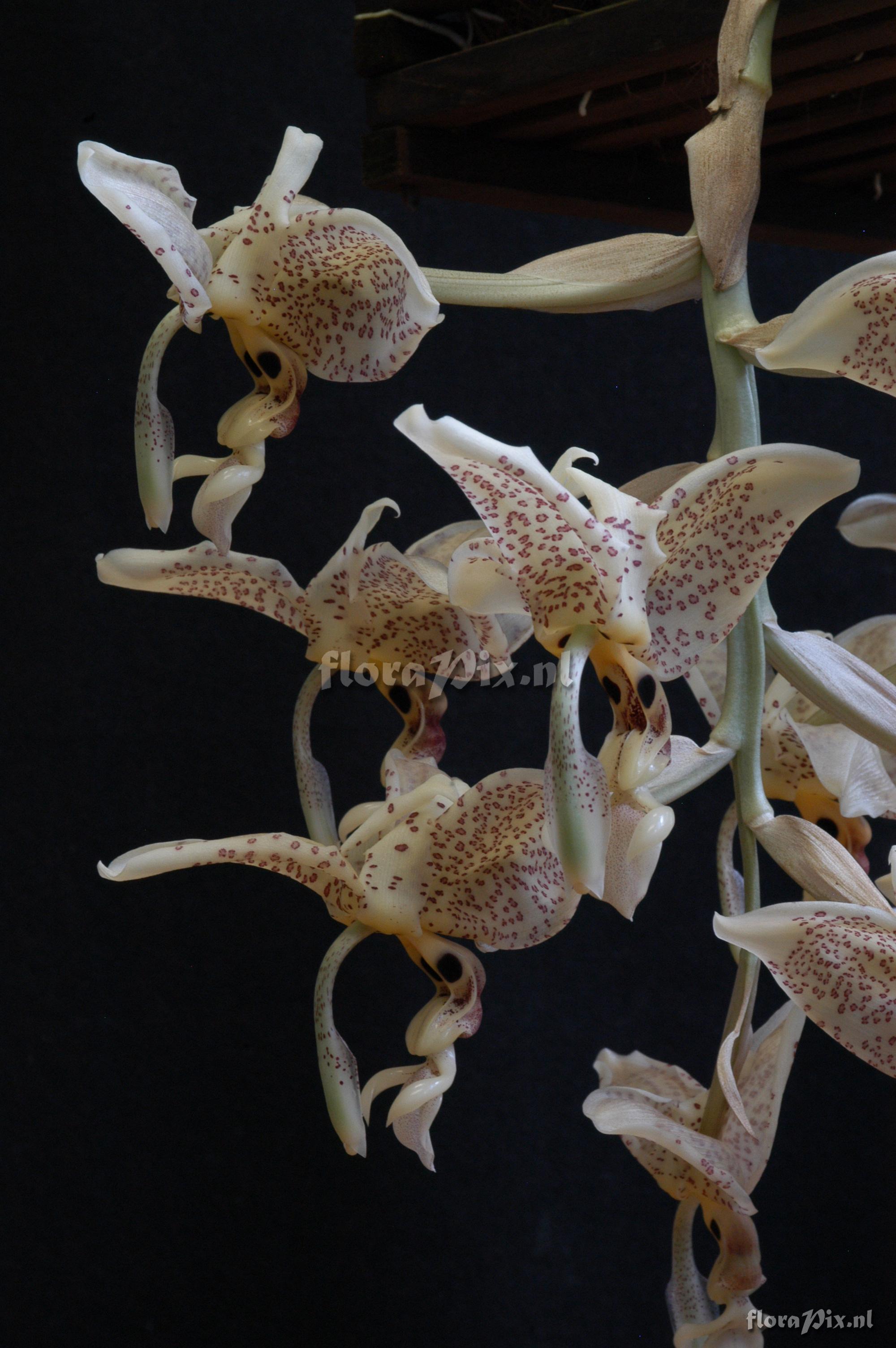 Stanhopea oculata